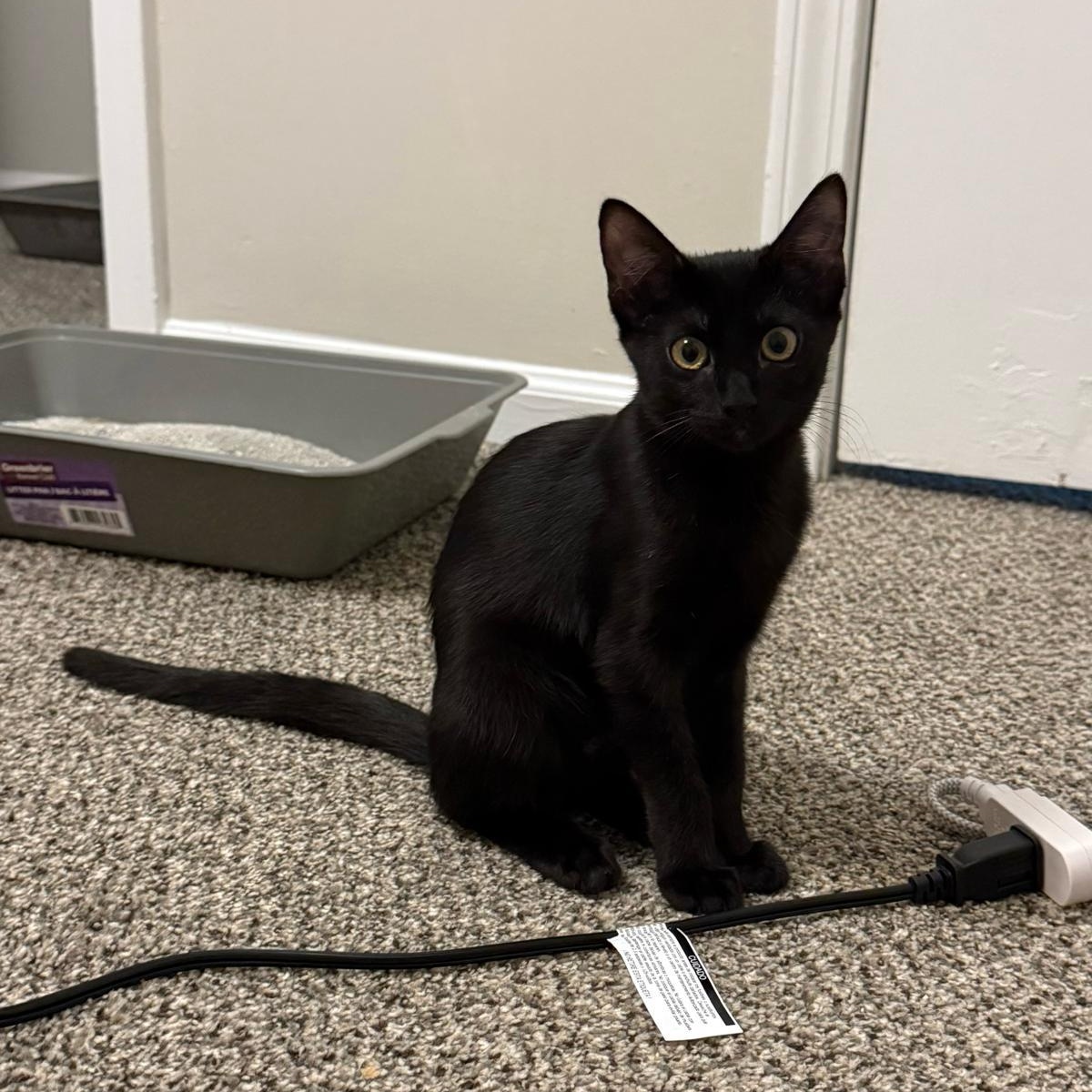 Enlarge Addison, a Adopted Domestic Short Hair in Mississippi State, MS image 1/4