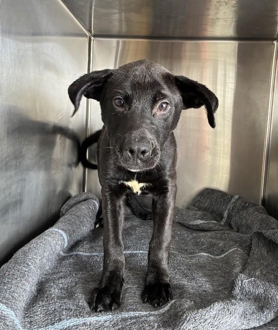 Vine , adopted, Young Male Labrador Retriever.