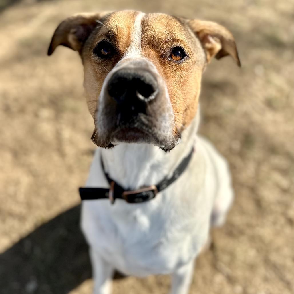 Tyke, Adoptable, Adult Male Mixed Breed.