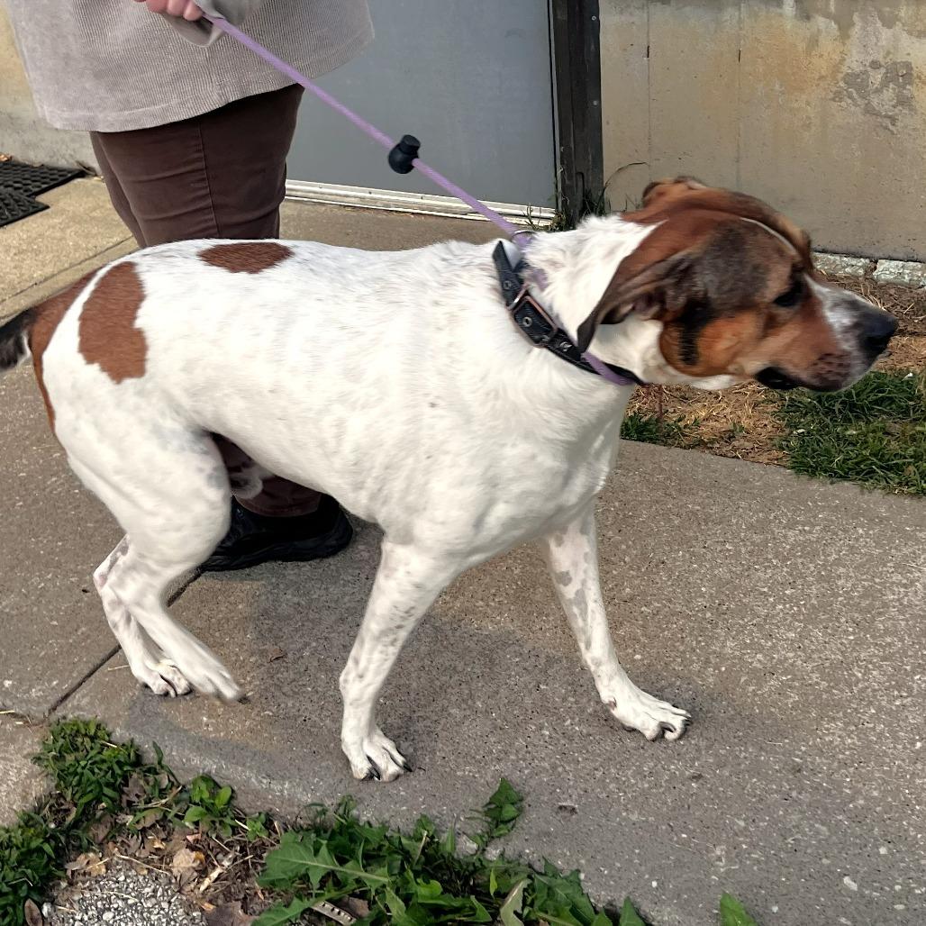 Tyke, Adoptable, Adult Male Mixed Breed.
