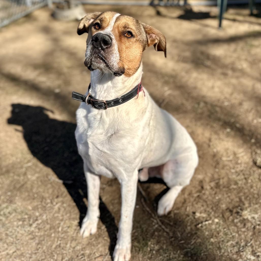 Tyke, a Adoptable Mixed Breed in Warrensburg, MO image 4/4
