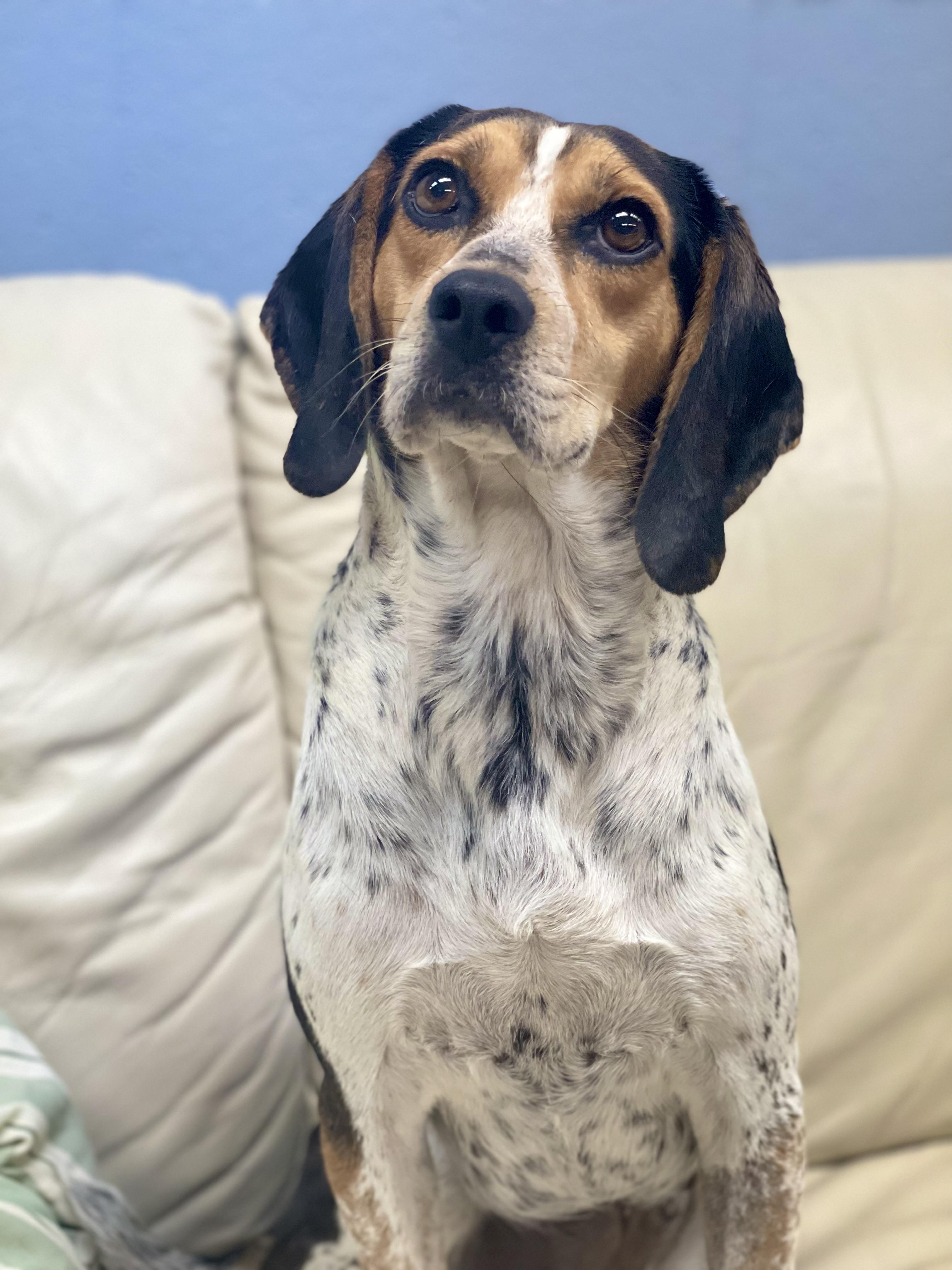 Eloise, Adopted, Adult Female Beagle.