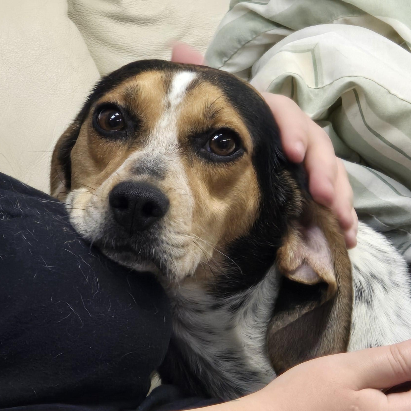Eloise, a Adopted mixed breed in Lake Odessa, MI image 6/6
