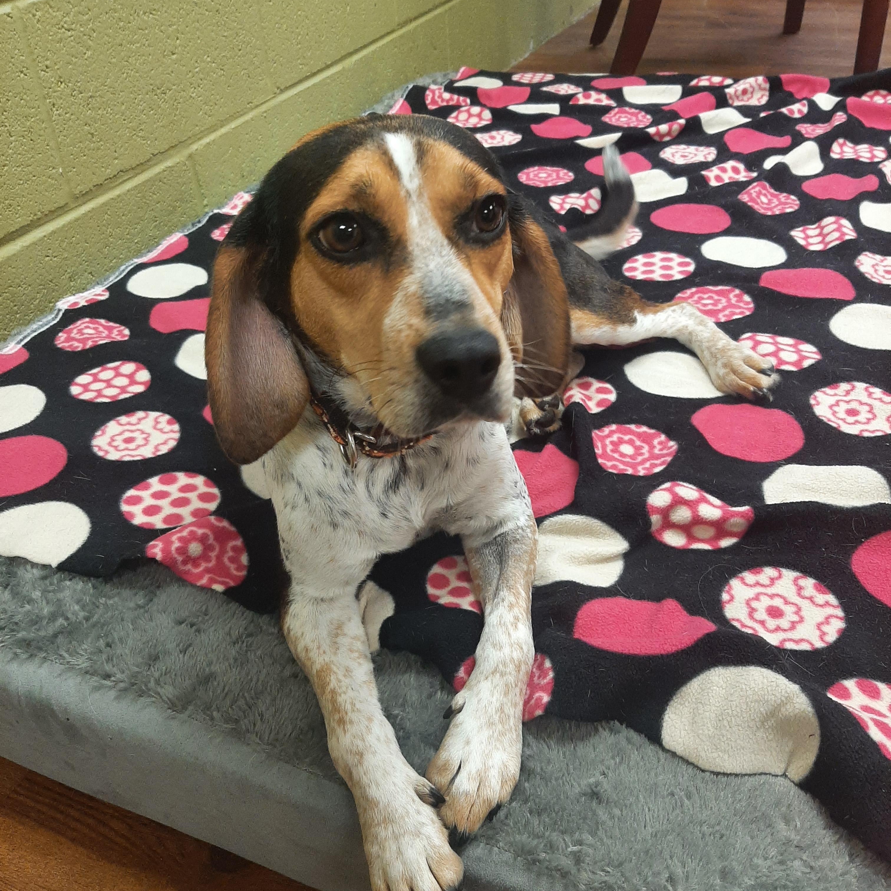 Eloise, a Adopted mixed breed in Lake Odessa, MI image 3/6