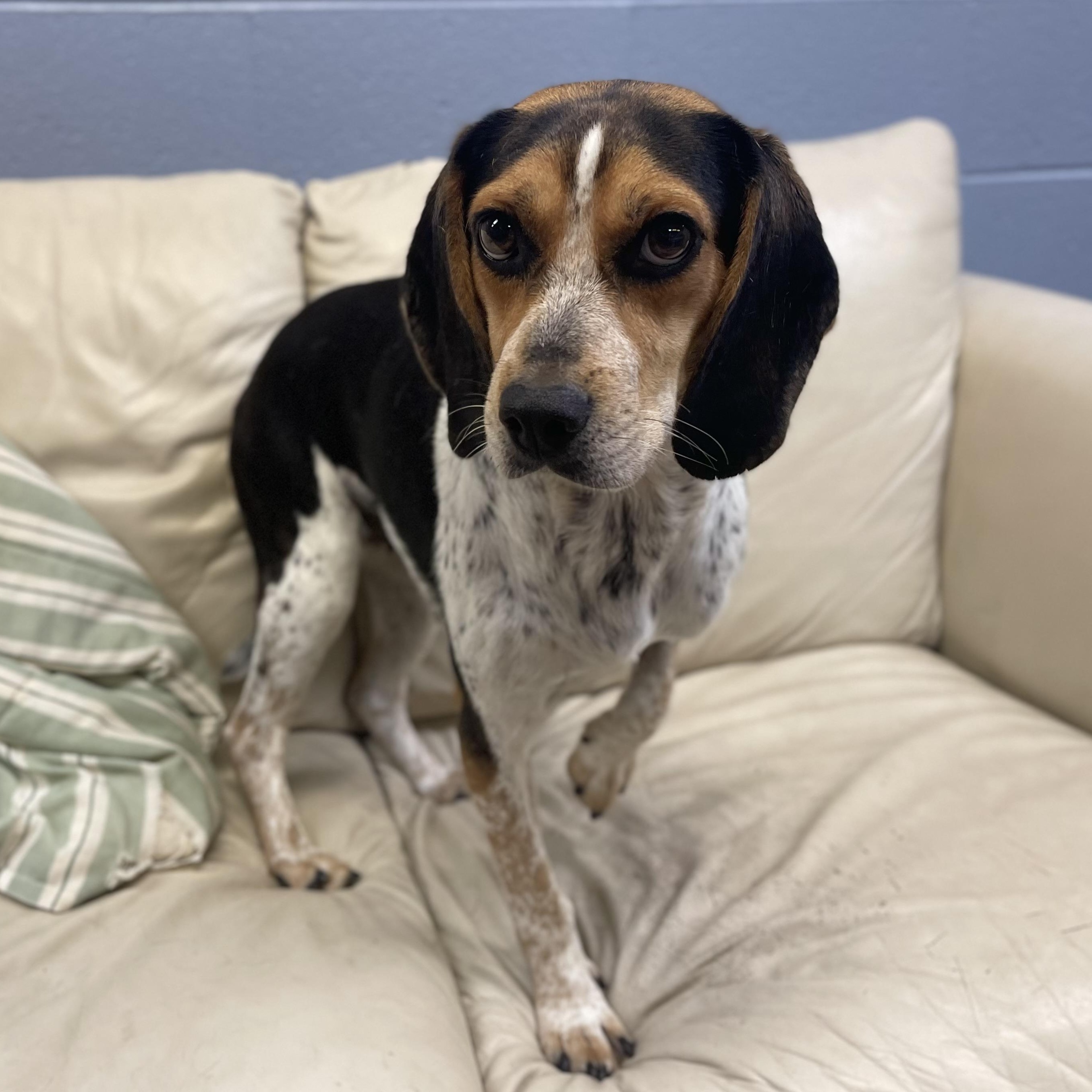 Eloise, a Adopted mixed breed in Lake Odessa, MI image 4/6