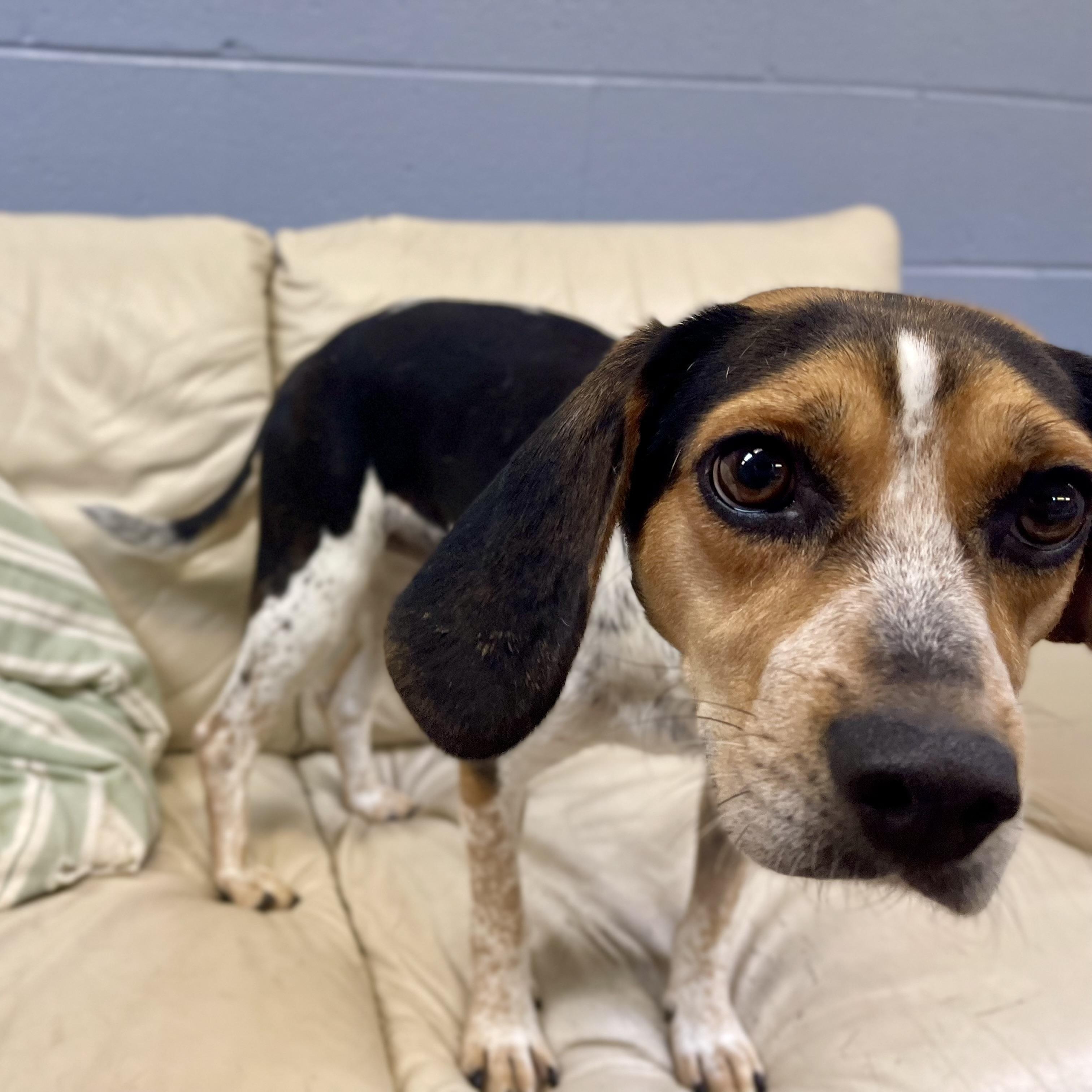 Eloise, a Adopted mixed breed in Lake Odessa, MI image 5/6