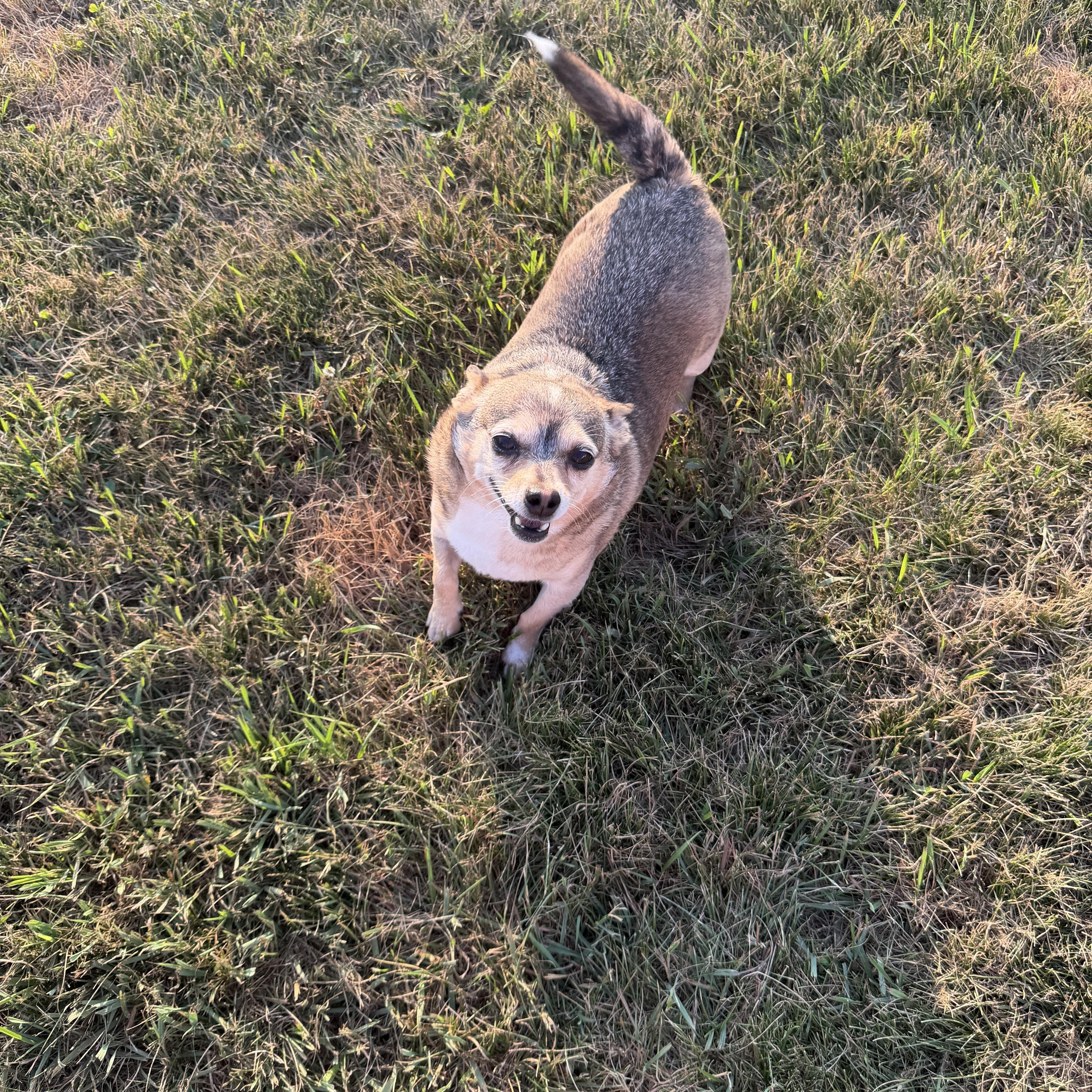 Buddy, a Adoptable mixed breed in Davenport, IA image 6/6