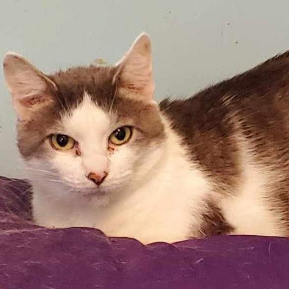 Silvie, an adoptable Domestic Short Hair in Johnson City, TN_image-1