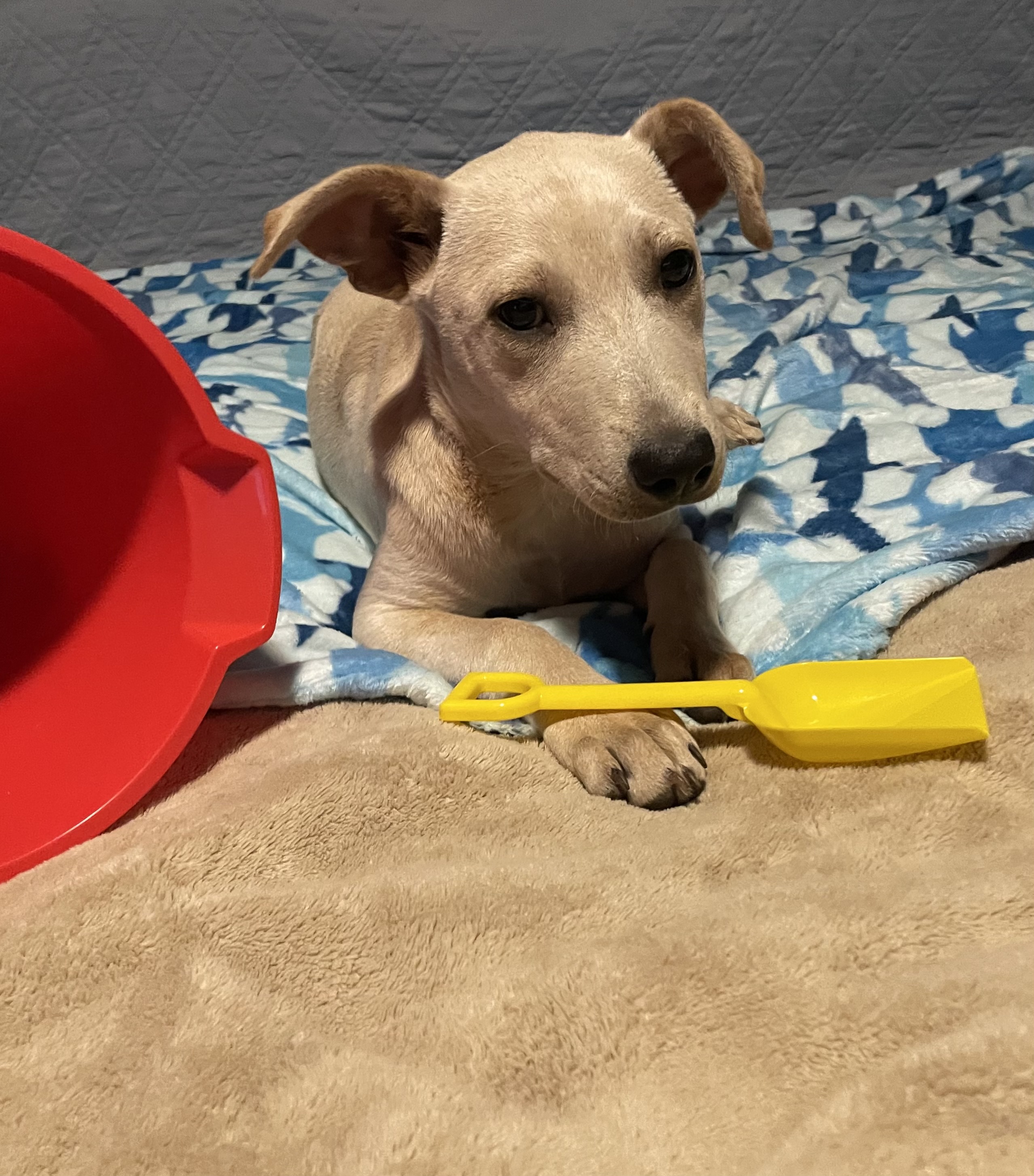 Enlarge Millie, a Adoptable mixed breed in San Antonio, TX image 2/6