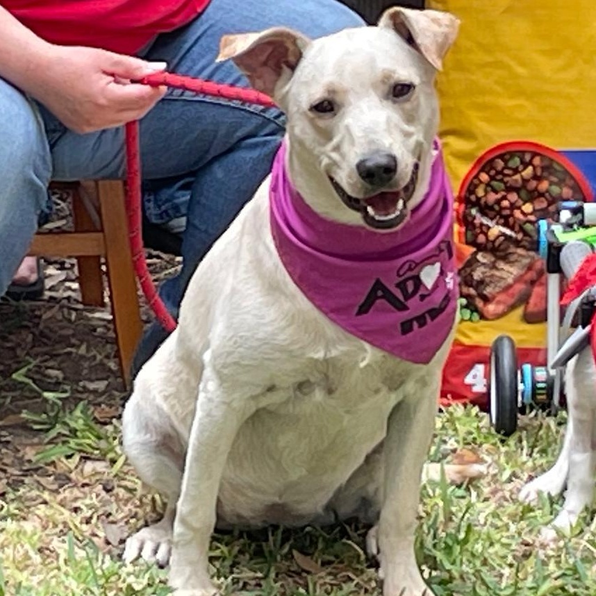Millie, Adoptable, Puppy Female Labrador Retriever.