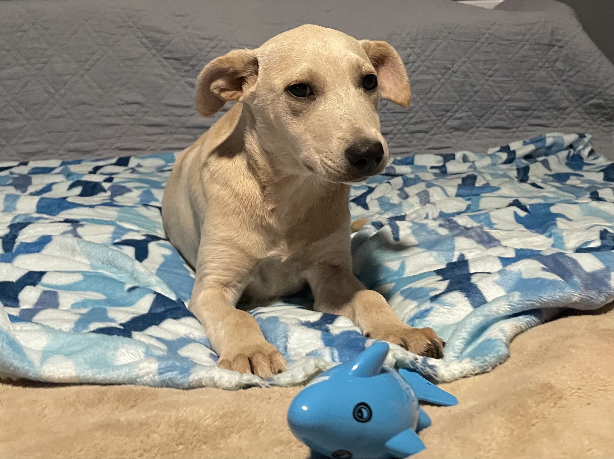 Enlarge Millie, a Adoptable mixed breed in San Antonio, TX image 4/6