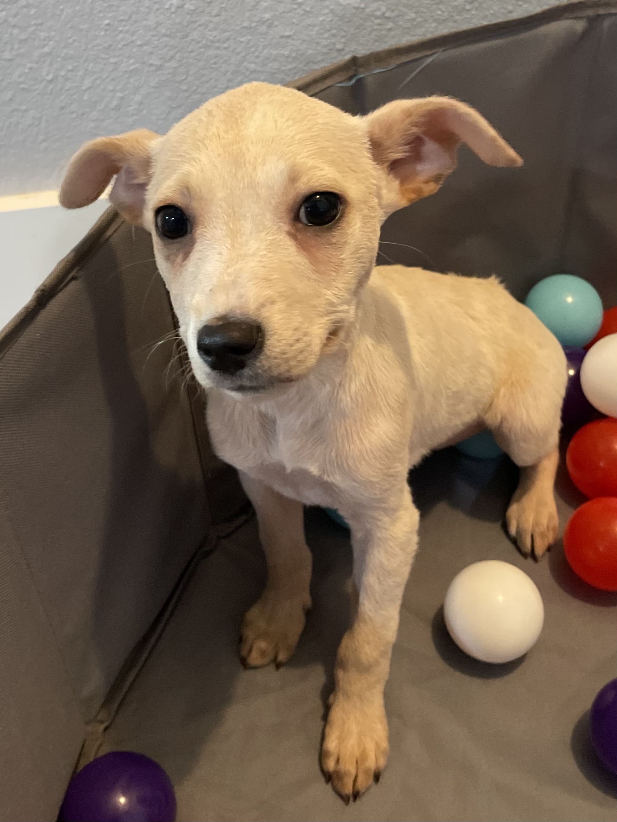 Enlarge Millie, a Adoptable mixed breed in San Antonio, TX image 3/6