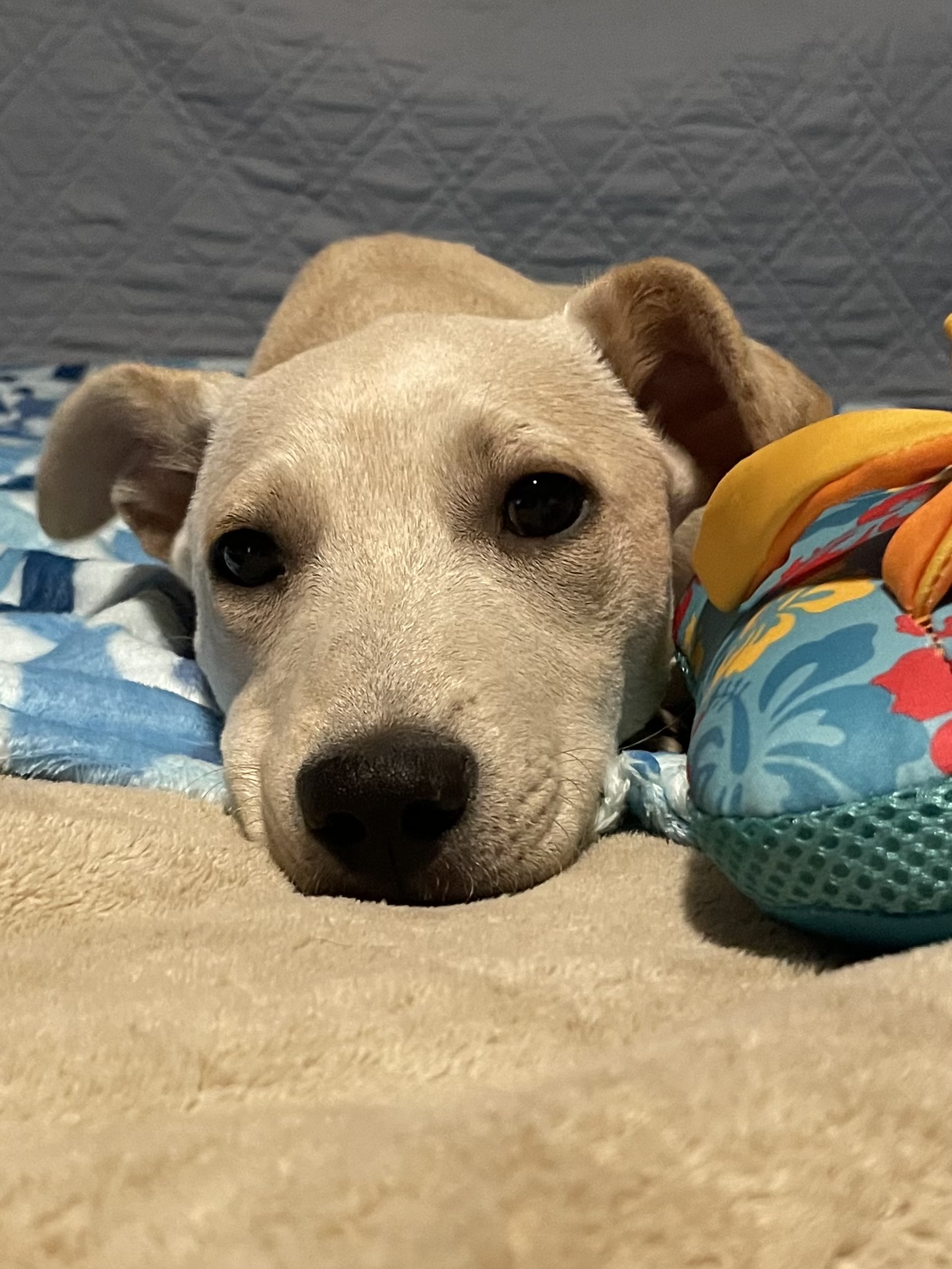 Enlarge Millie, a Adoptable mixed breed in San Antonio, TX image 5/6