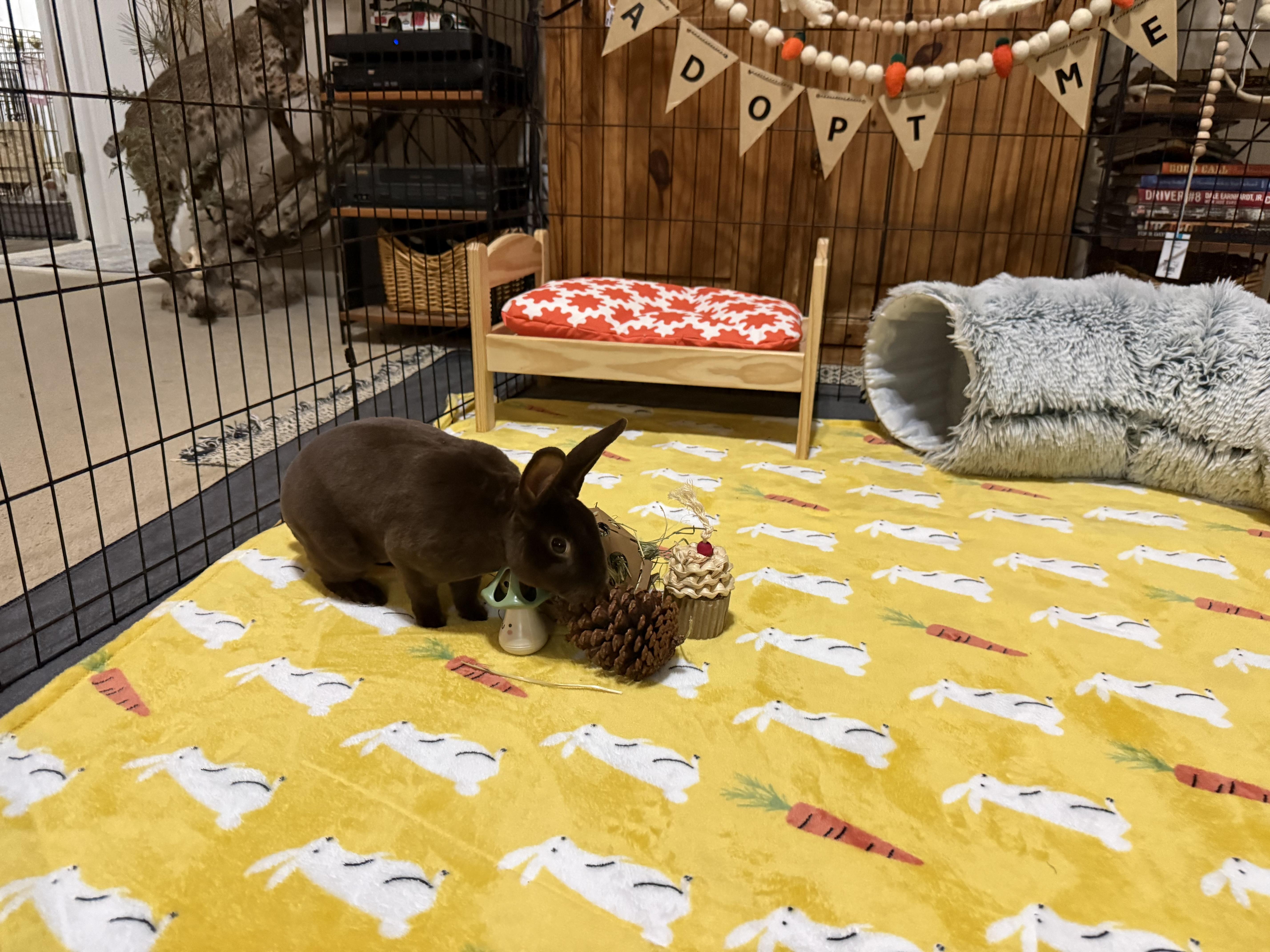 Enlarge Drake, a ADOPTABLE Mini Rex in Little Rock, AR image 4/5