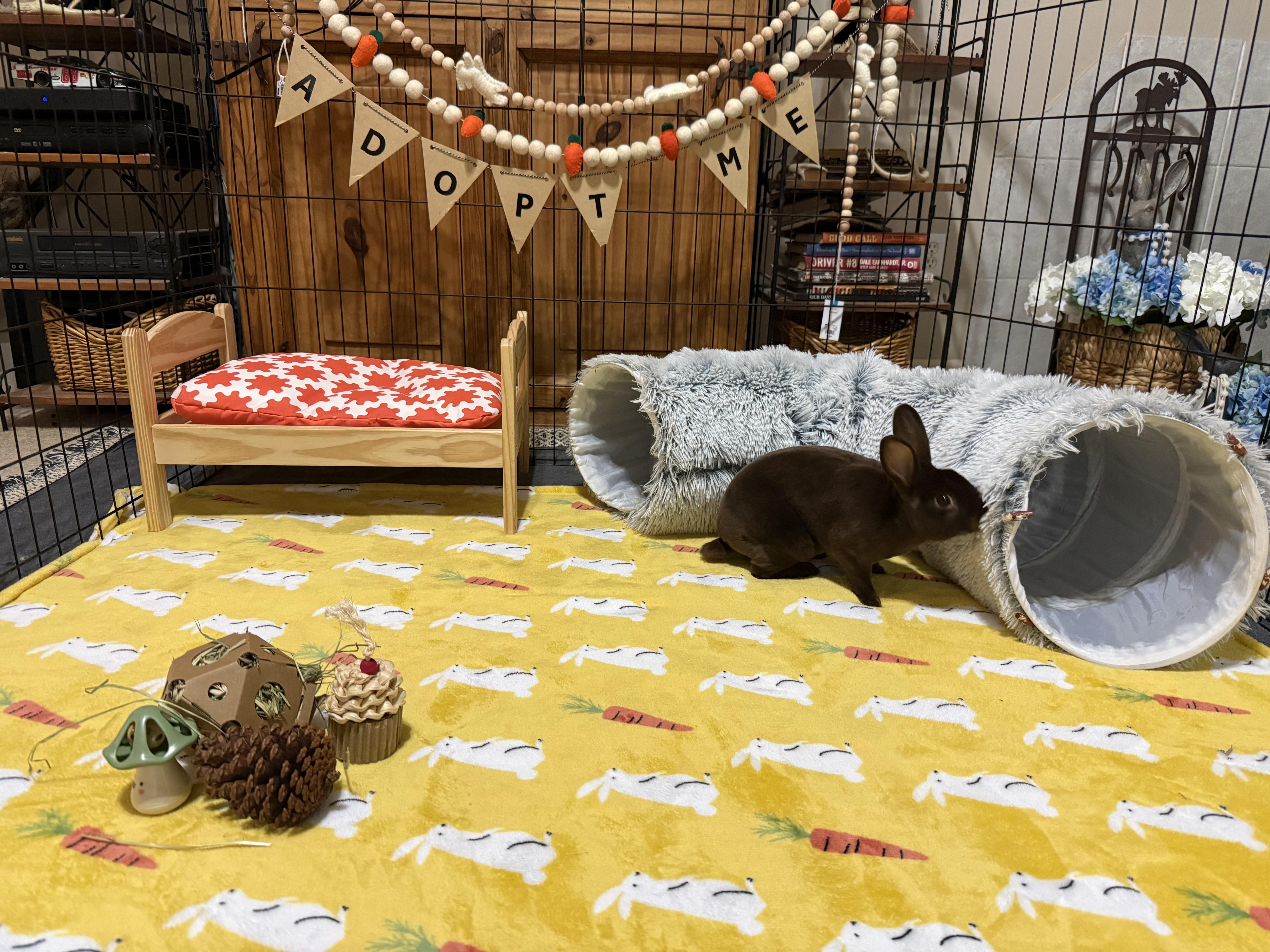 Enlarge Drake, a ADOPTABLE Mini Rex in Little Rock, AR image 2/5