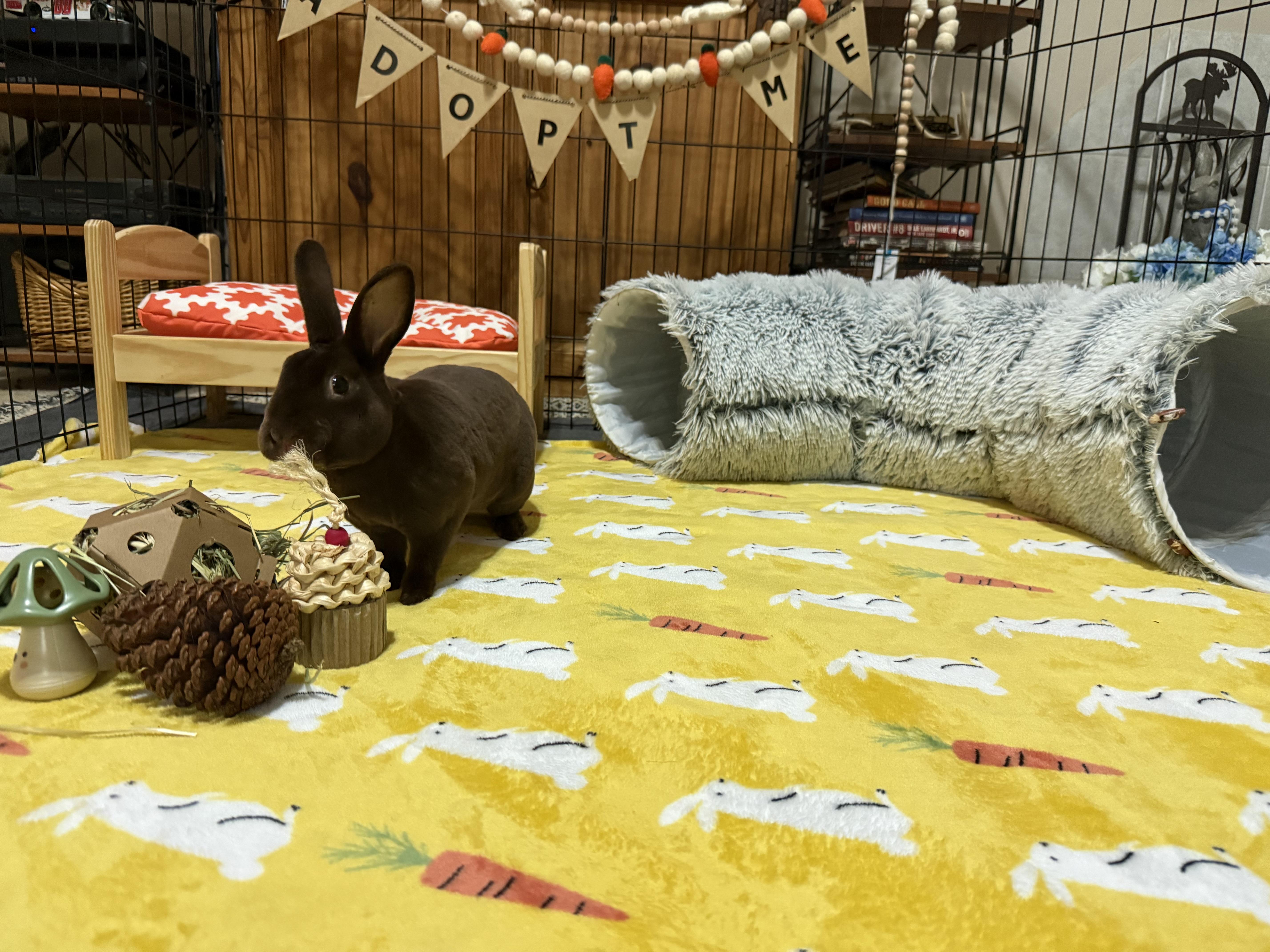 Enlarge Drake, a ADOPTABLE Mini Rex in Little Rock, AR image 3/5