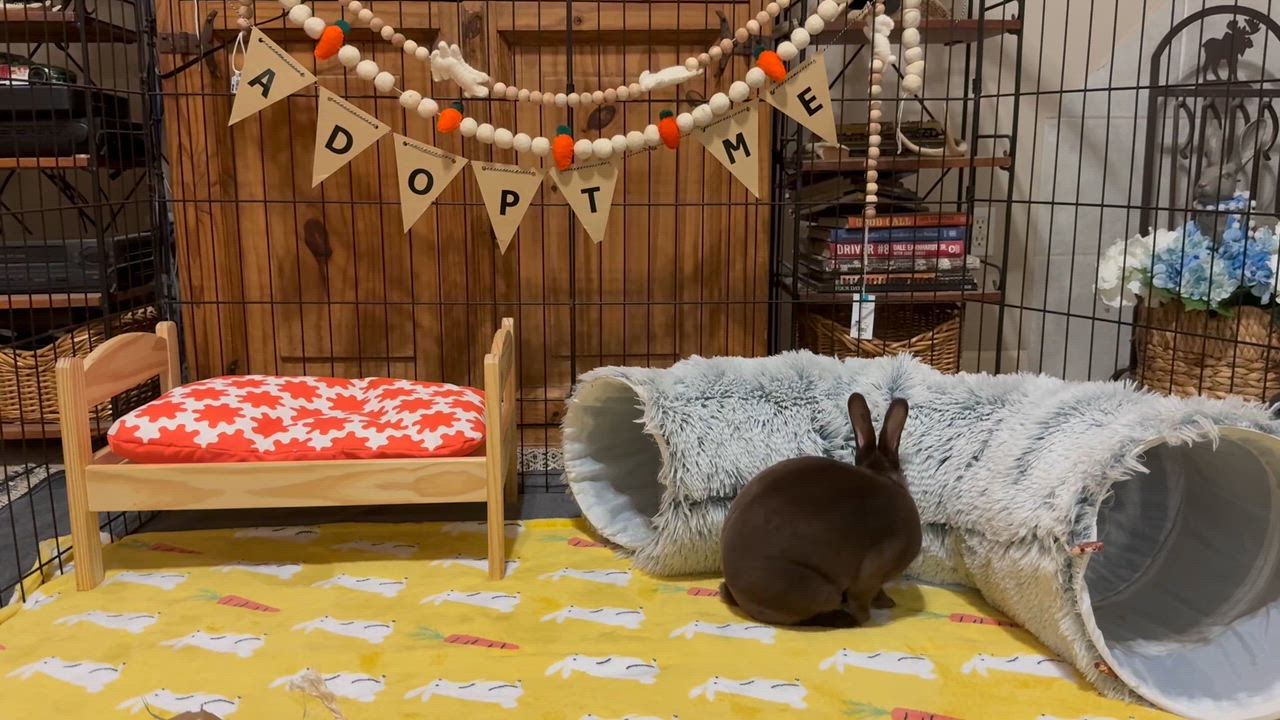Enlarge Drake, a ADOPTABLE Mini Rex in Little Rock, AR video 5/5