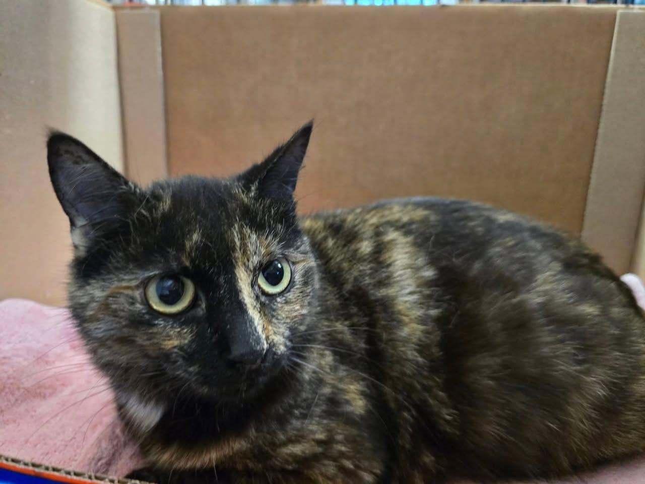 AJ, Adoptable, Young Female Domestic Short Hair.