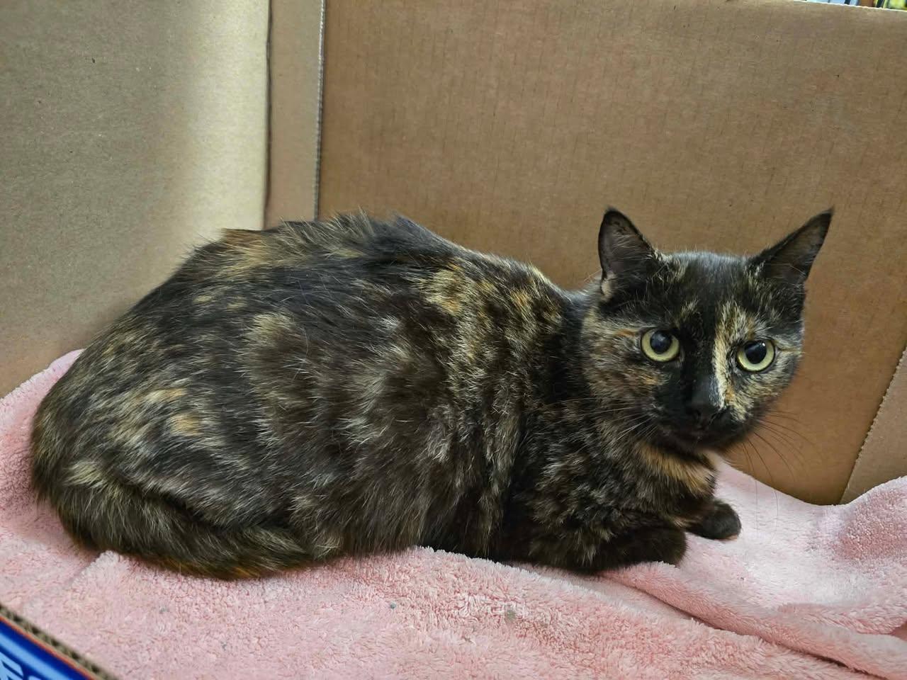 AJ, a Adoptable Domestic Short Hair in Enfield, CT image 2/2