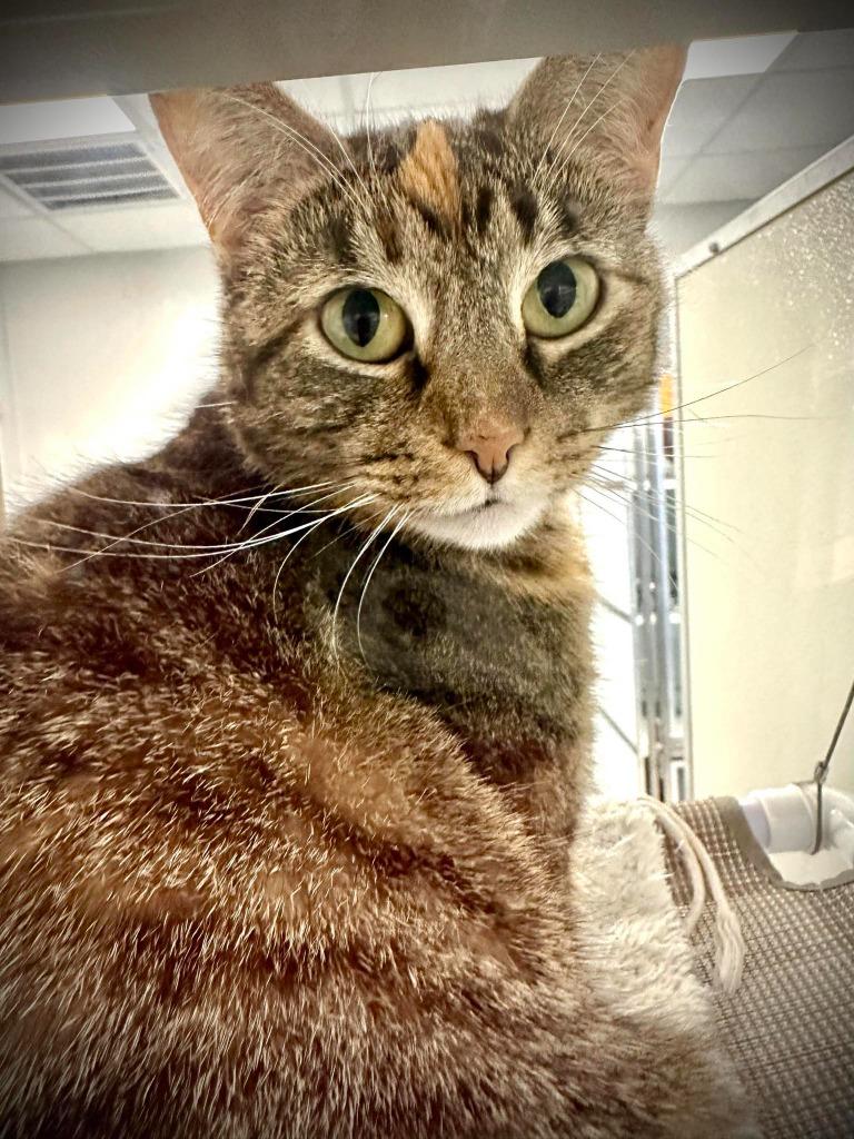 MEG, a Adoptable mixed breed in New Bern, NC image 2/5