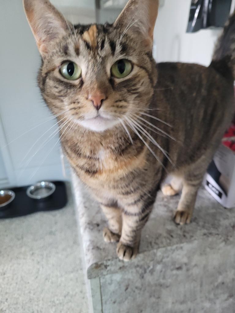 MEG, a Adoptable mixed breed in New Bern, NC image 3/5