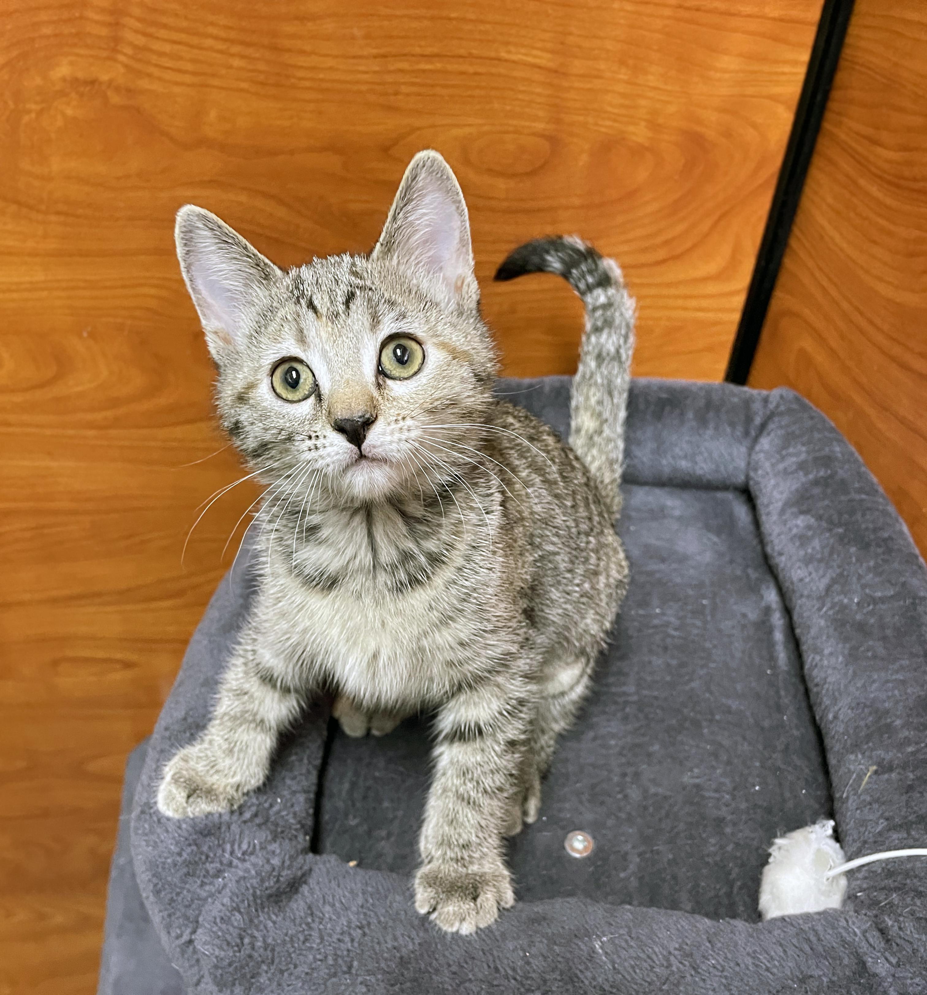 Enlarge Penne, a Adopted Domestic Short Hair in Centerville, UT image 3/4