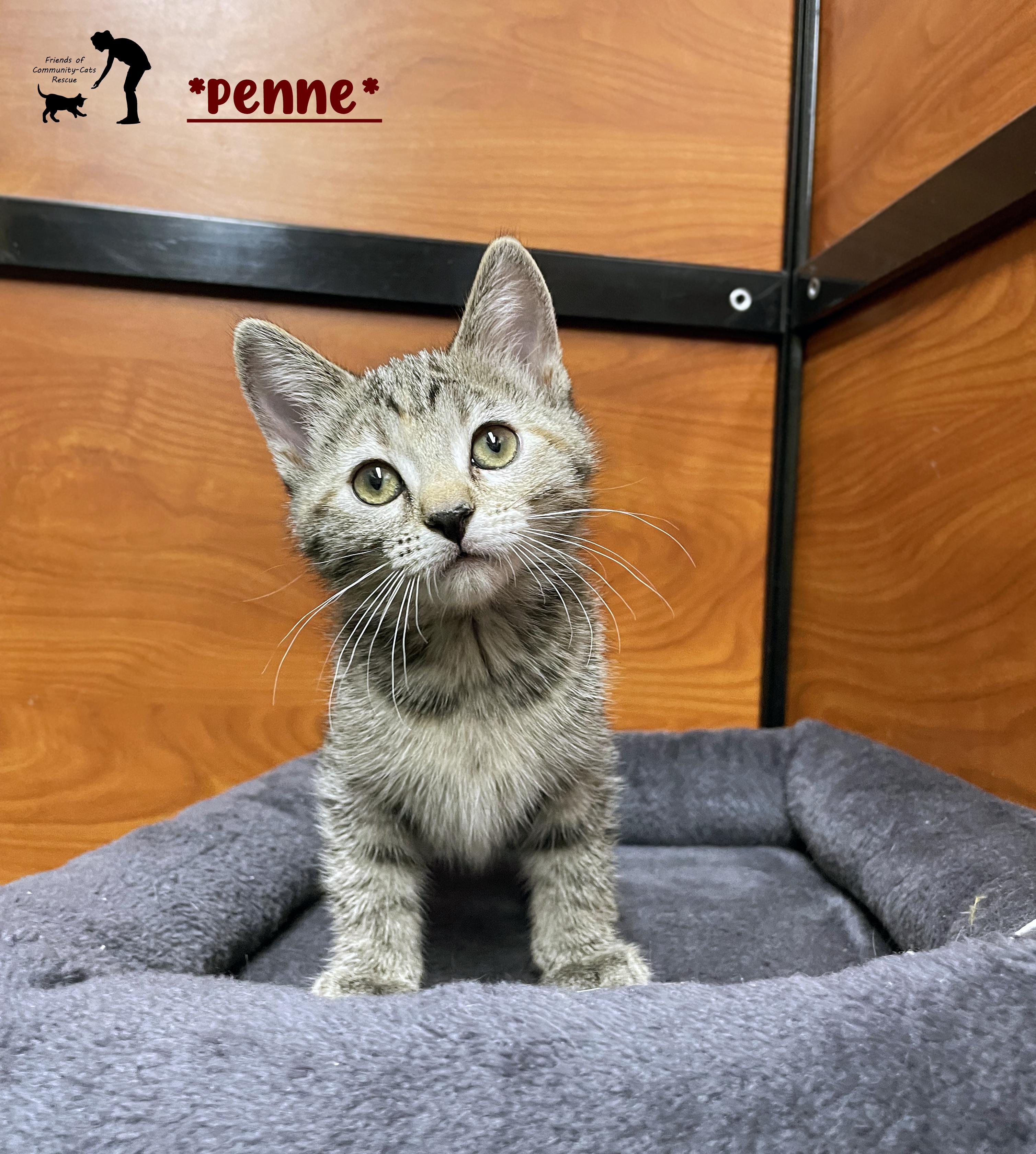 Penne, Adopted, Kitten Female Domestic Short Hair.