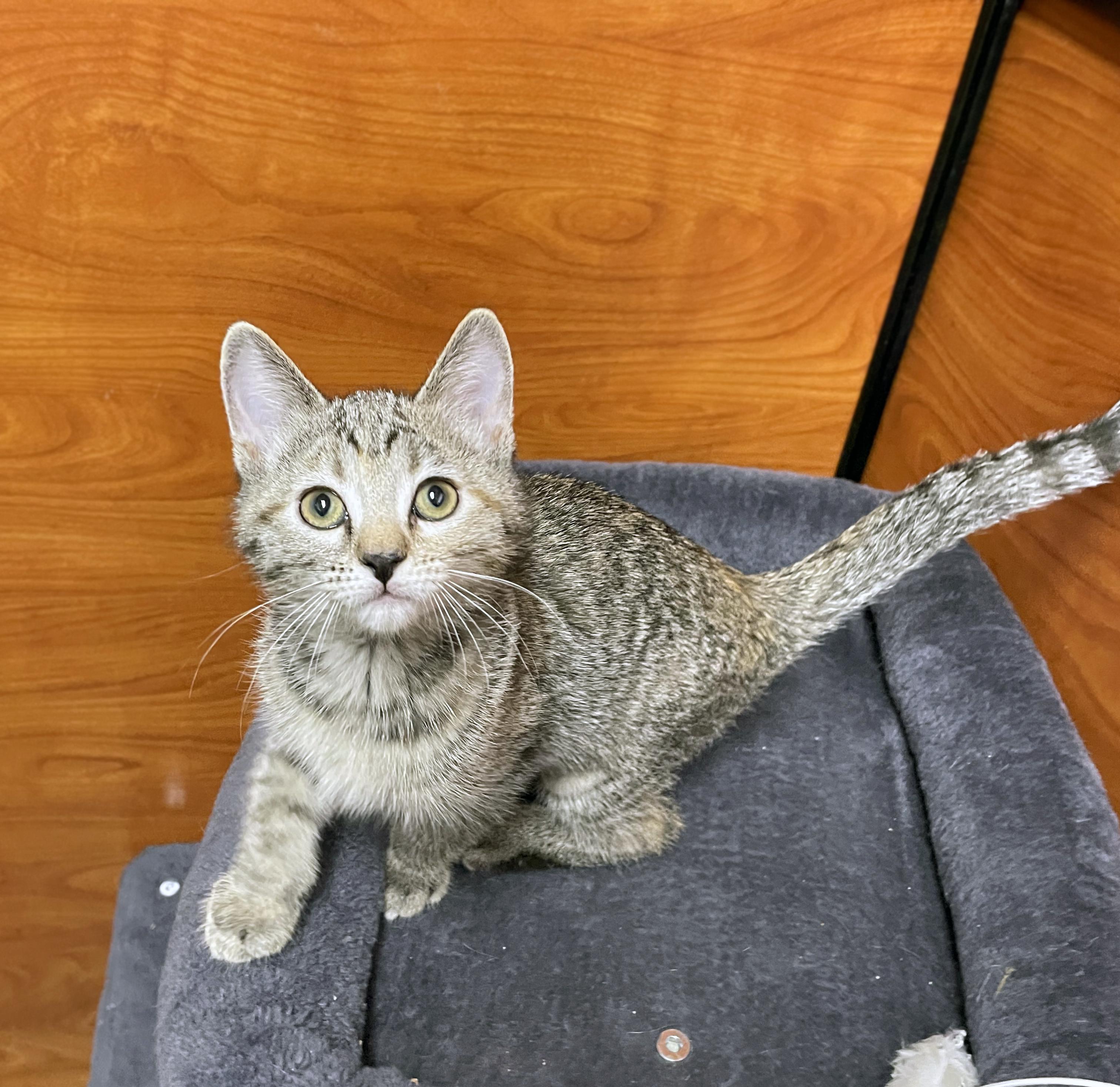 Enlarge Penne, a Adopted Domestic Short Hair in Centerville, UT image 2/4