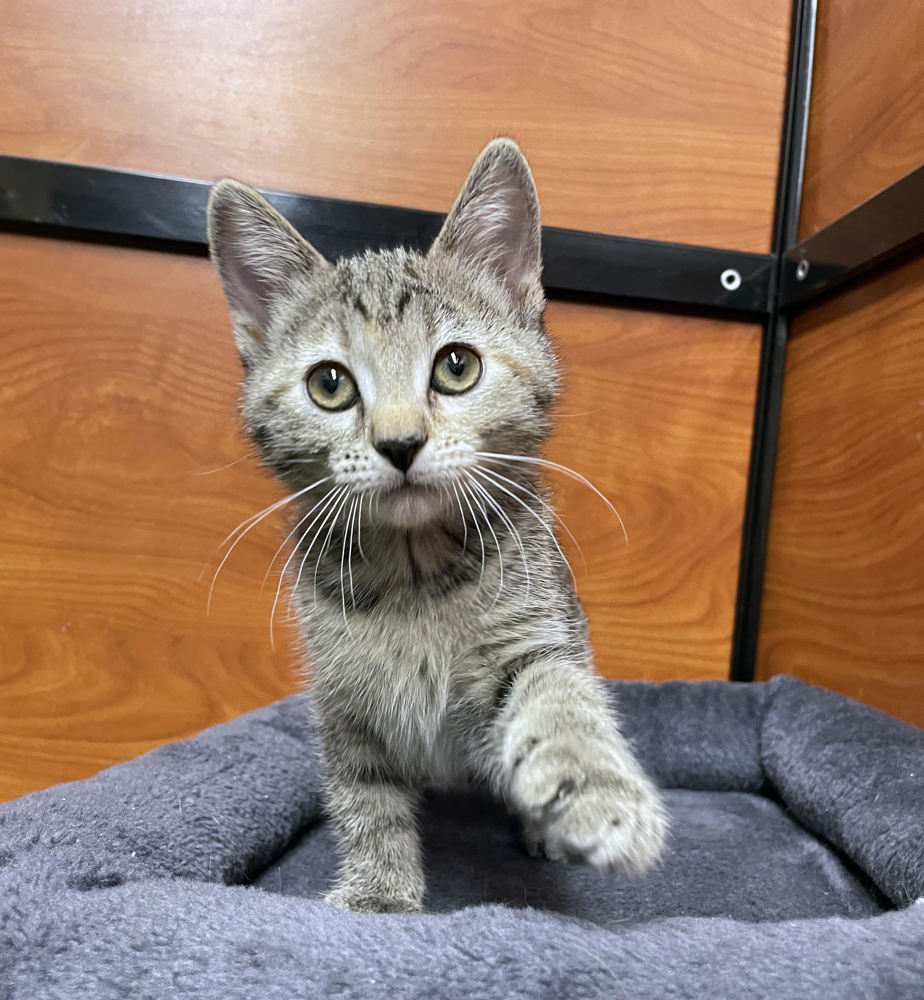 Enlarge Penne, a Adopted Domestic Short Hair in Centerville, UT image 4/4