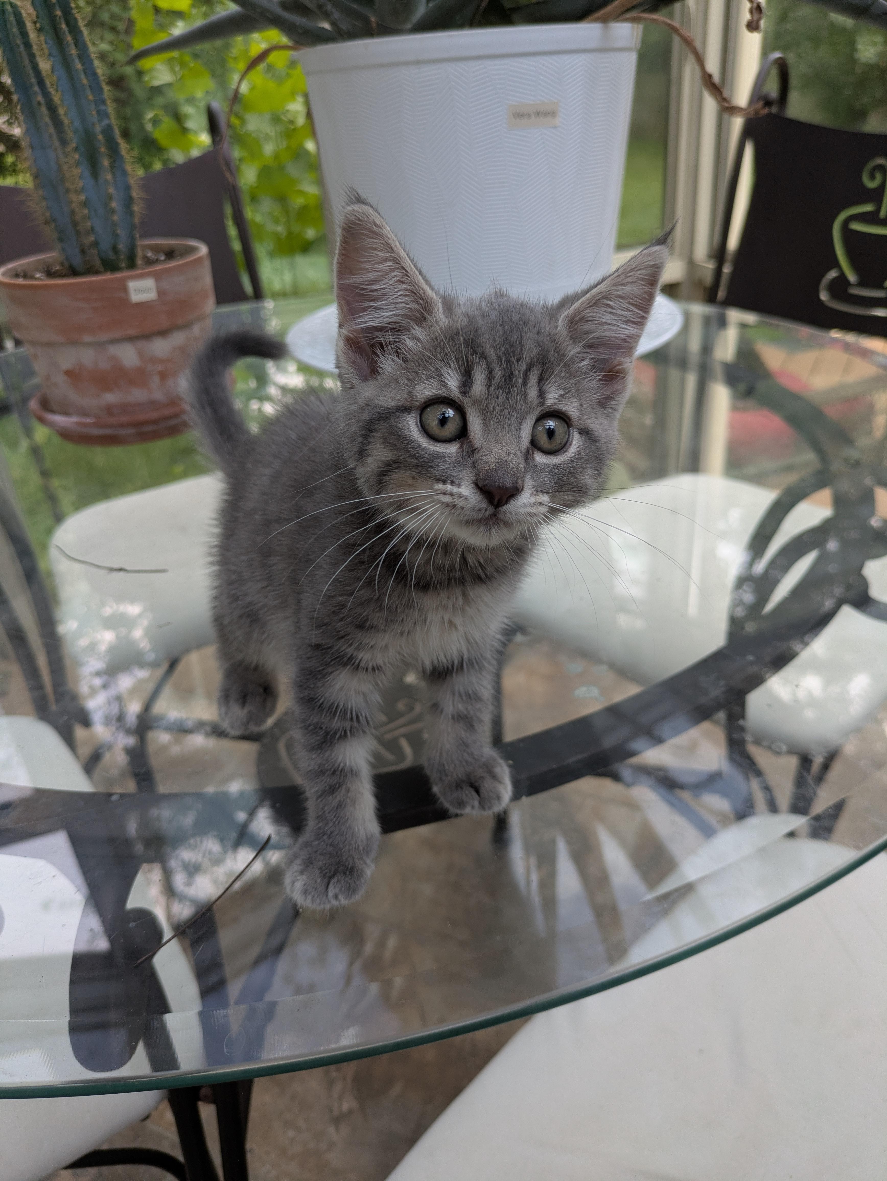 Enlarge Aurora, an adopted Domestic Short Hair in Haddon Heights, NJ image 3/4