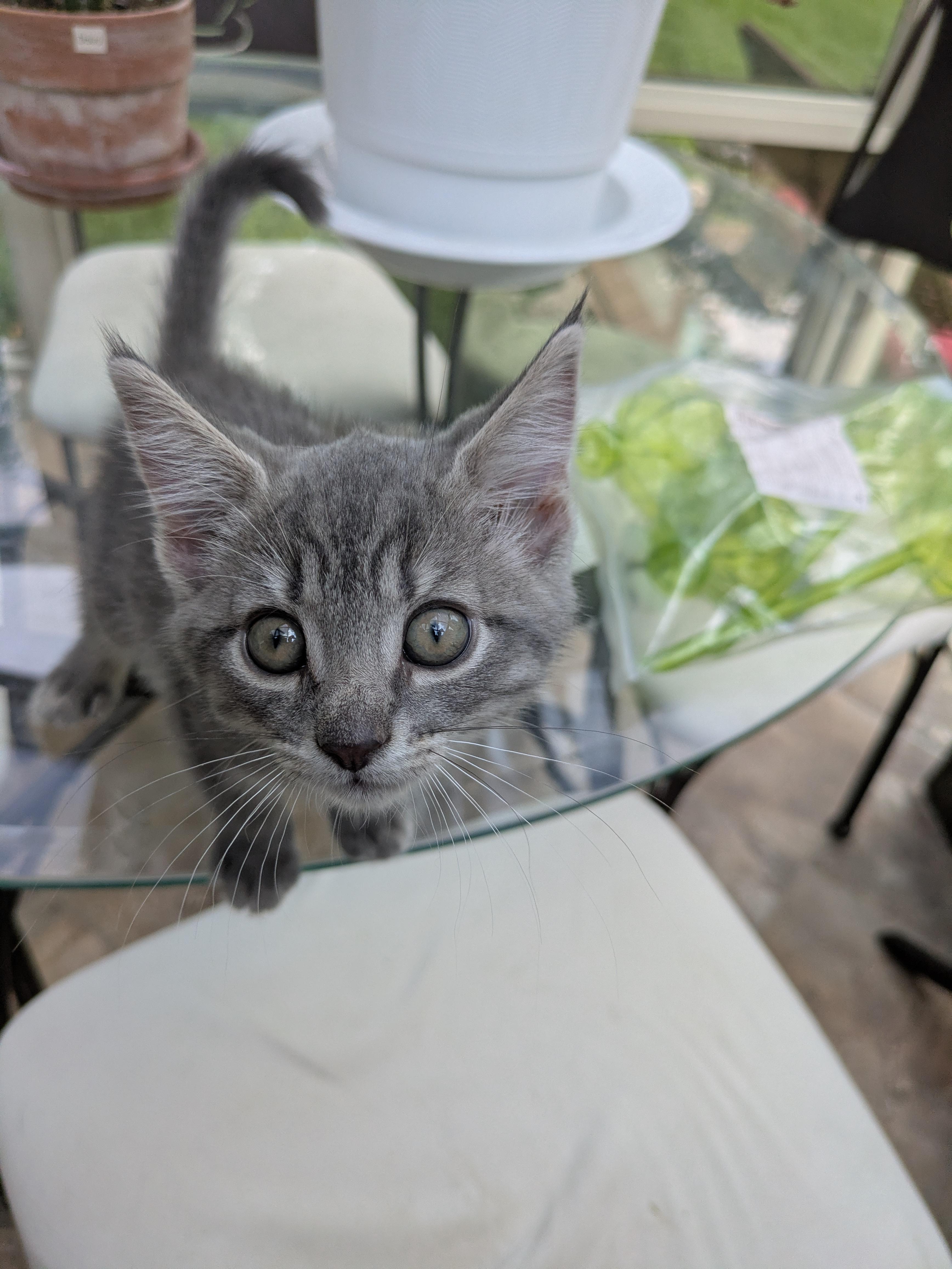 Enlarge Aurora, an adopted Domestic Short Hair in Haddon Heights, NJ image 4/4