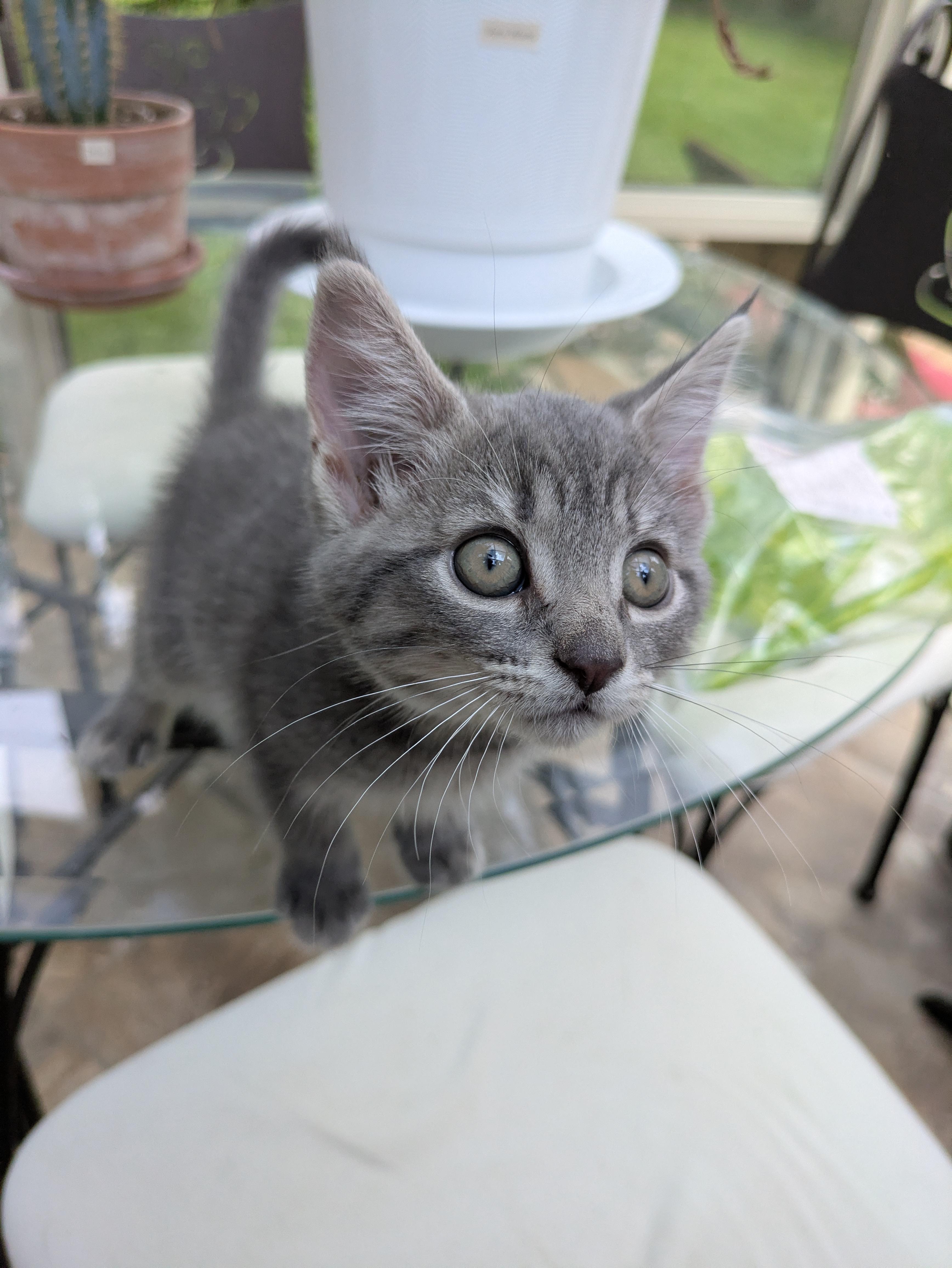 Enlarge Aurora, an adopted Domestic Short Hair in Haddon Heights, NJ image 2/4