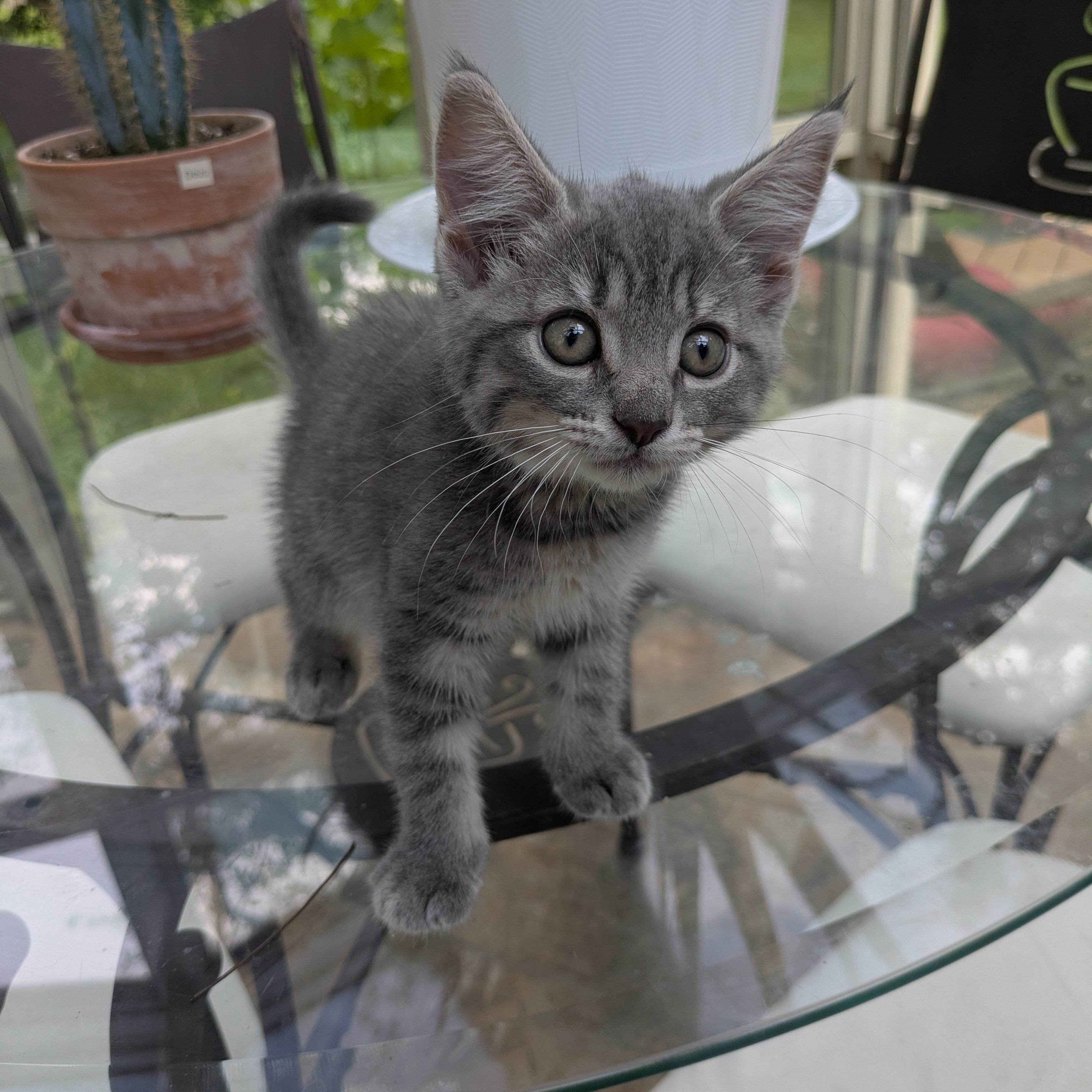 Aurora, adopted, Kitten Female Domestic Short Hair.