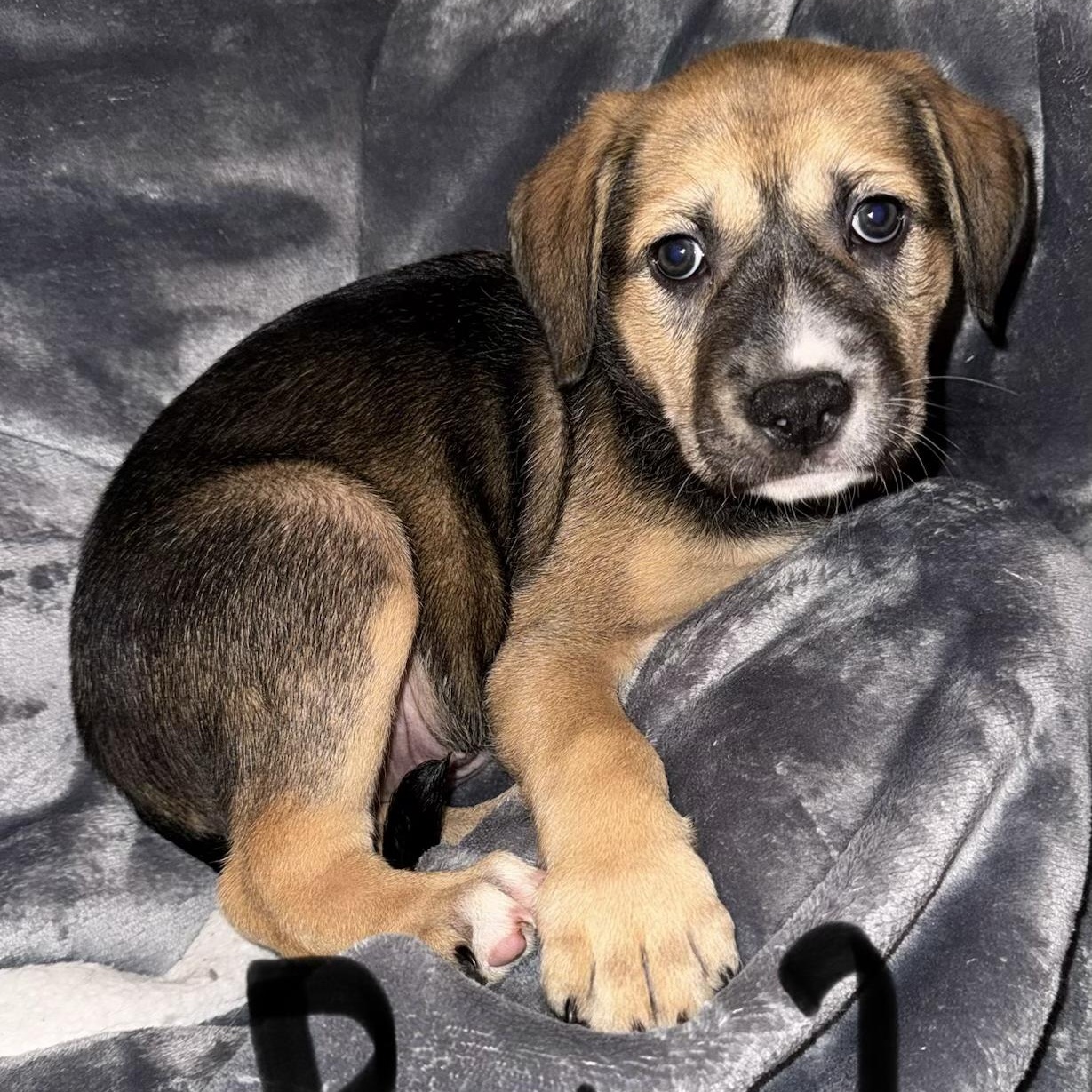 Enlarge PUPPY BOY 2, an adopted mixed breed in Weatherford, TX image 3/6