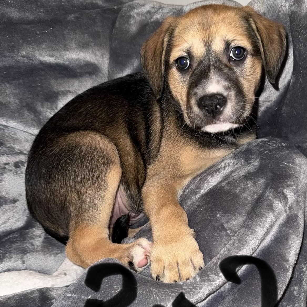 PUPPY BOY 2, adopted, Puppy Male Pit Bull Terrier & Australian Cattle Dog / Blue Heeler.