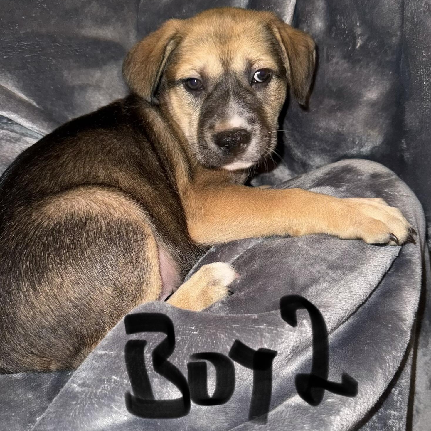 Enlarge PUPPY BOY 2, an adopted mixed breed in Weatherford, TX image 5/6