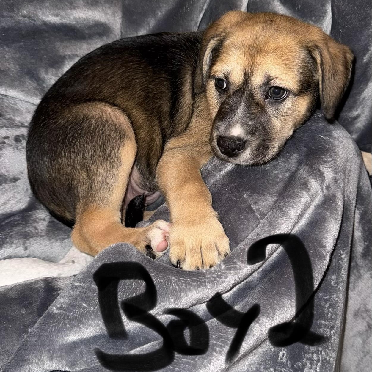 Enlarge PUPPY BOY 2, an adopted mixed breed in Weatherford, TX image 2/6