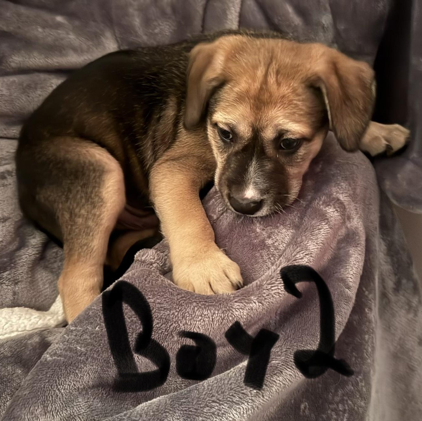 Enlarge PUPPY BOY 2, an adopted mixed breed in Weatherford, TX image 4/6