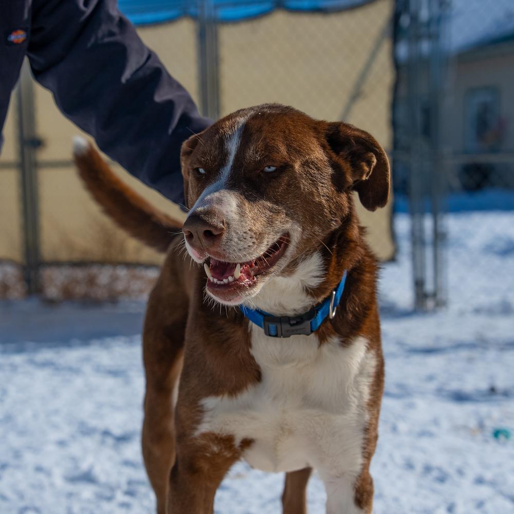 Sampson, a Adoptable mixed breed in Challis, ID image 1/5