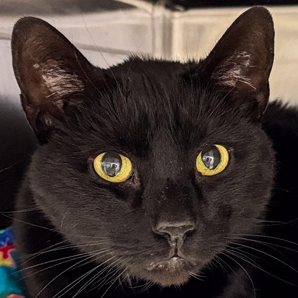 Lestat, Adoptable, Adult Male Domestic Short Hair.