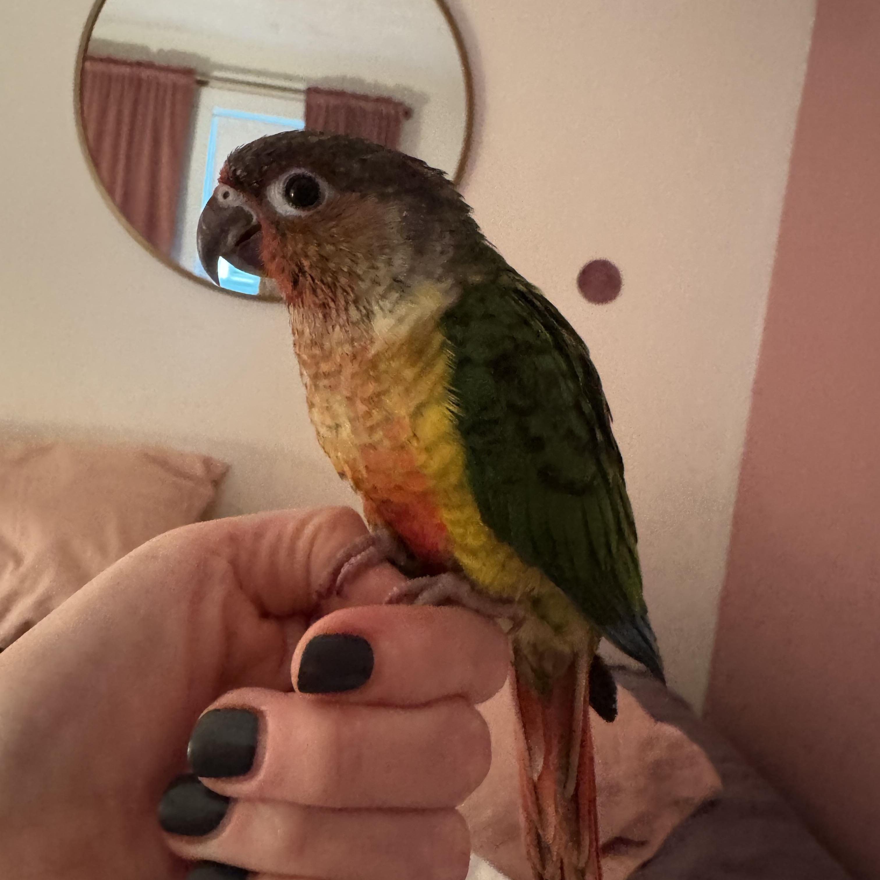 Dmitri, a ADOPTABLE Conure in Ontario, NY image 2/4