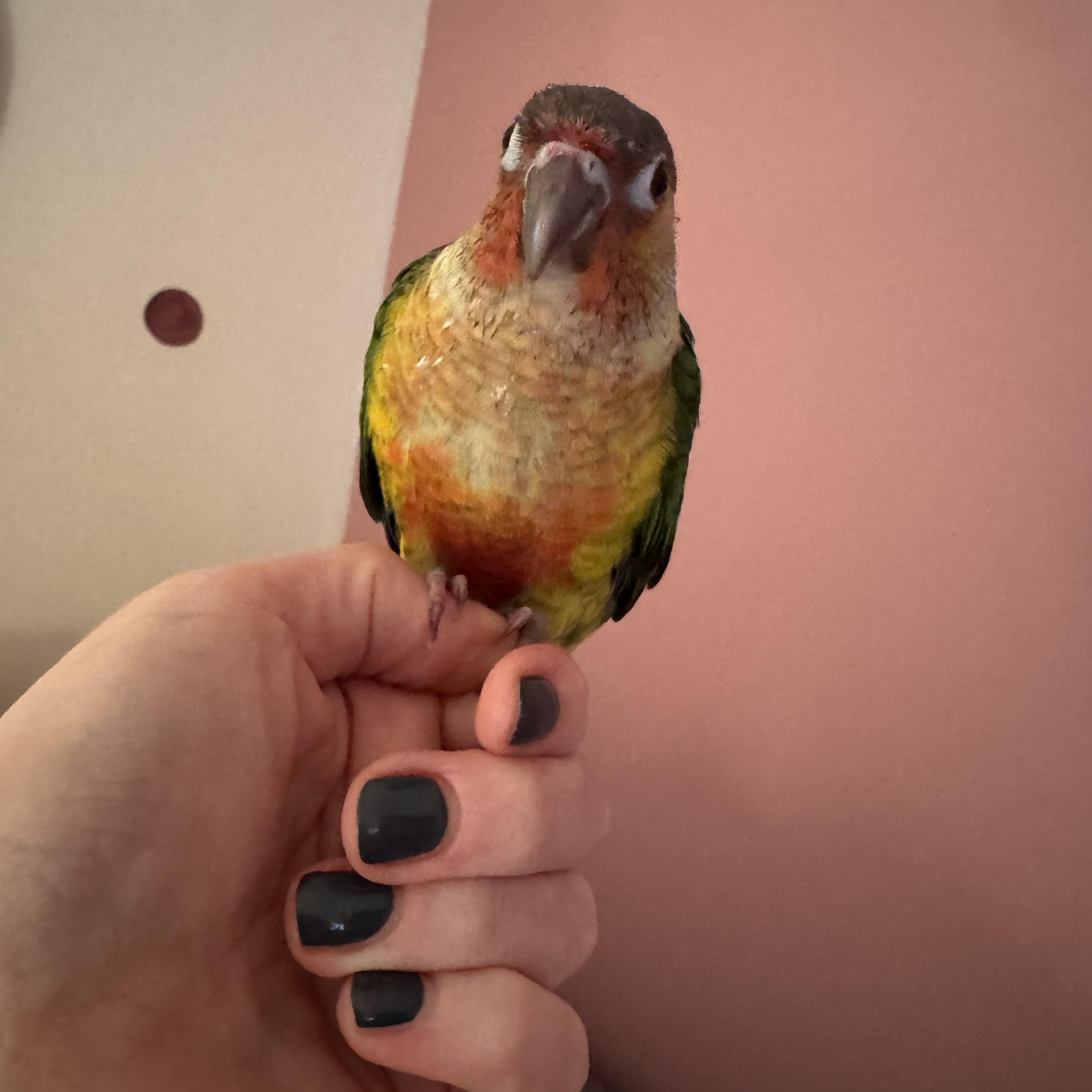 Dmitri, a ADOPTABLE Conure in Ontario, NY image 1/4
