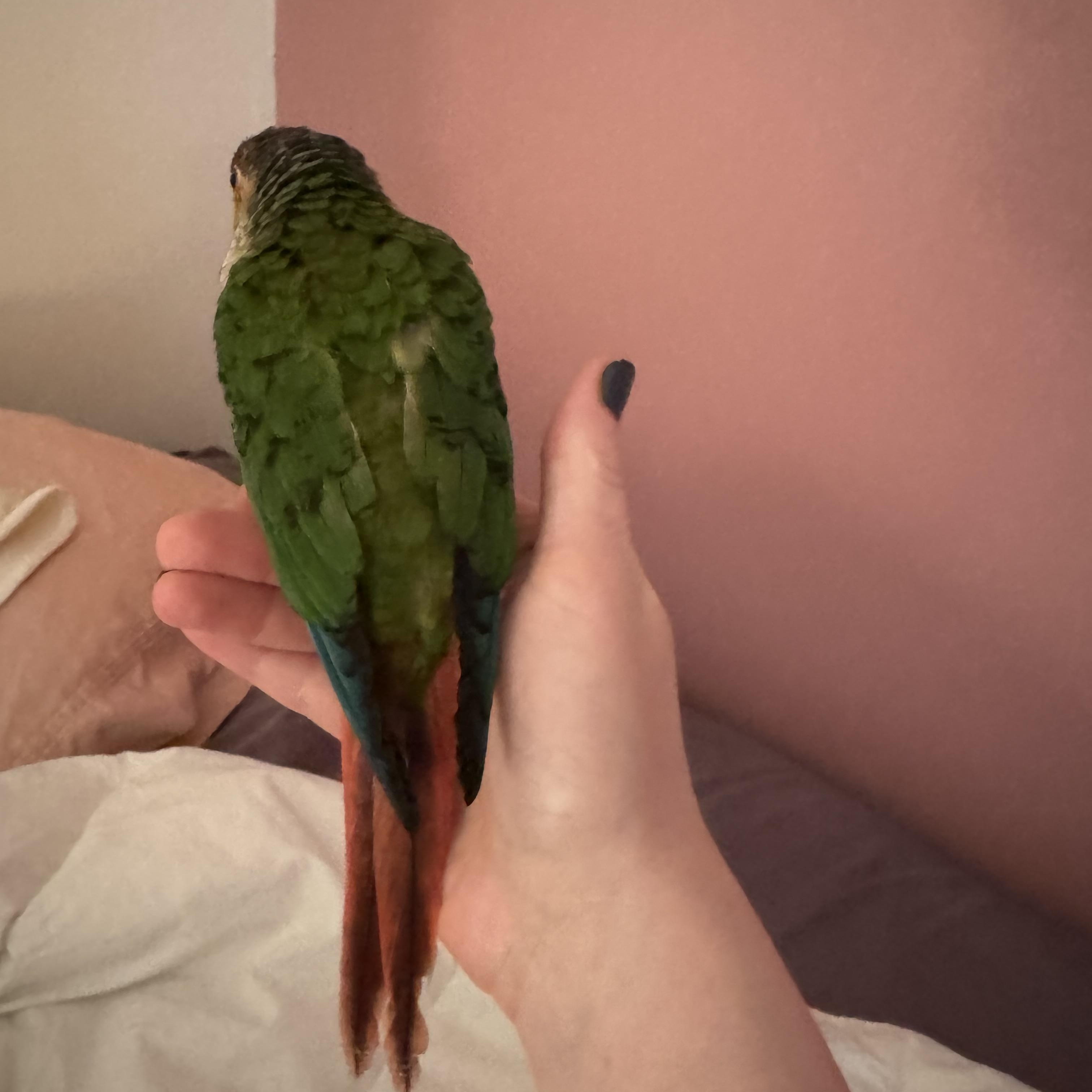 Dmitri, a ADOPTABLE Conure in Ontario, NY image 4/4