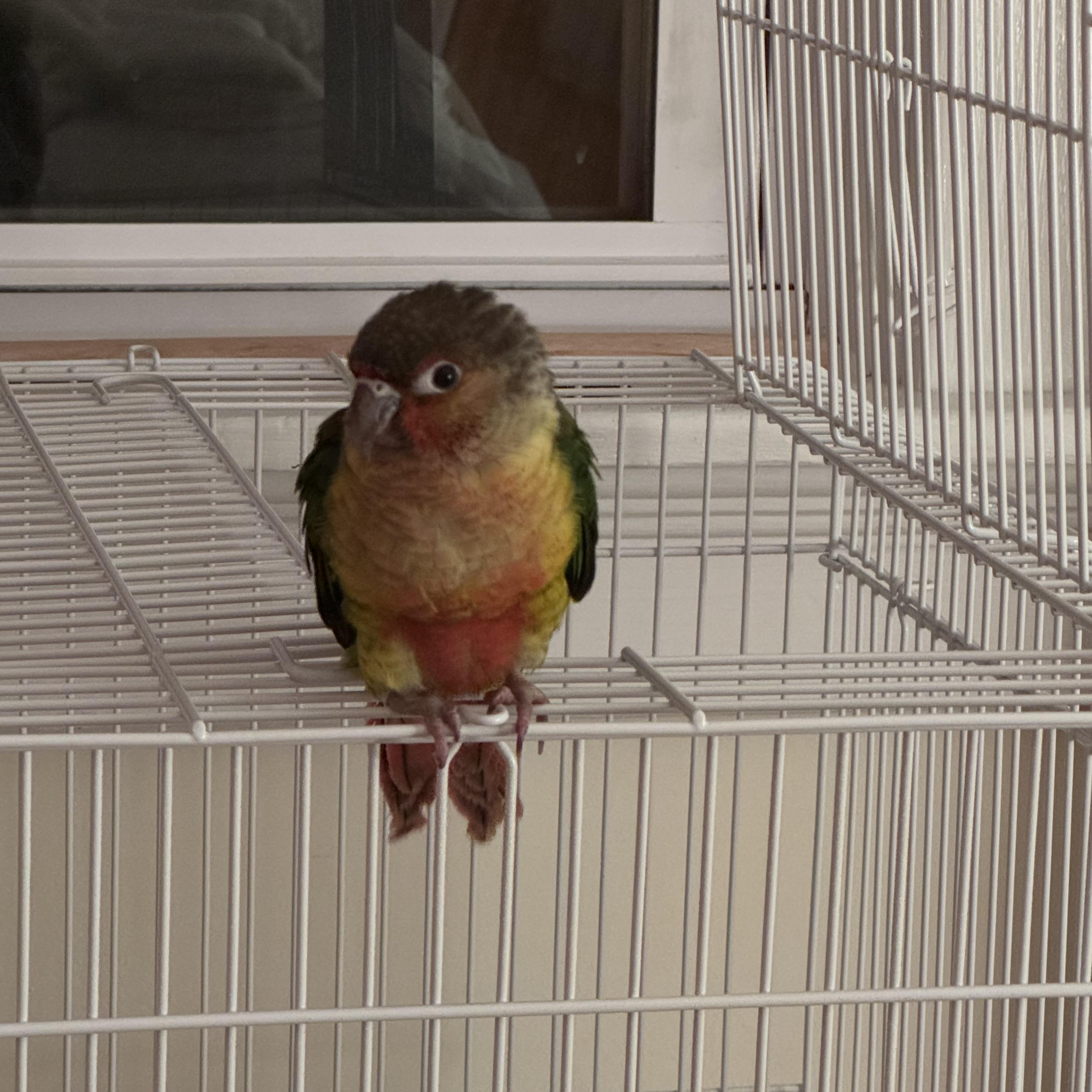 Dmitri, a ADOPTABLE Conure in Ontario, NY image 3/4