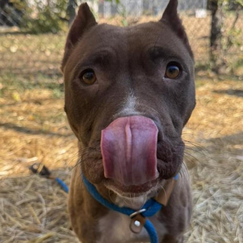 Elowen , a ADOPTABLE Pit Bull Terrier in Chicago, IL image 1/3