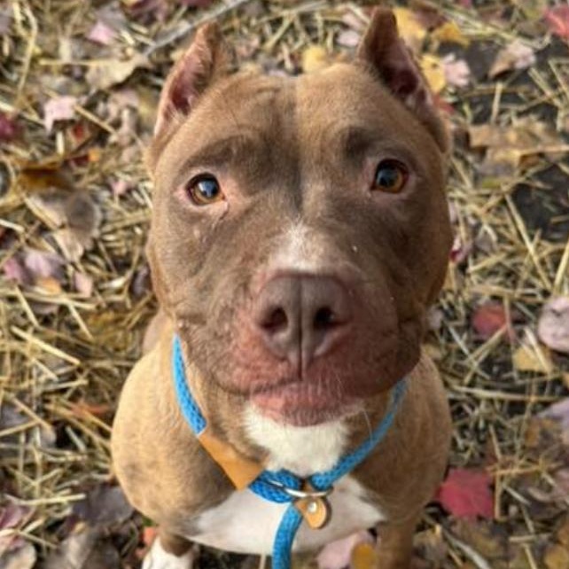 Elowen , a ADOPTABLE Pit Bull Terrier in Chicago, IL image 2/3