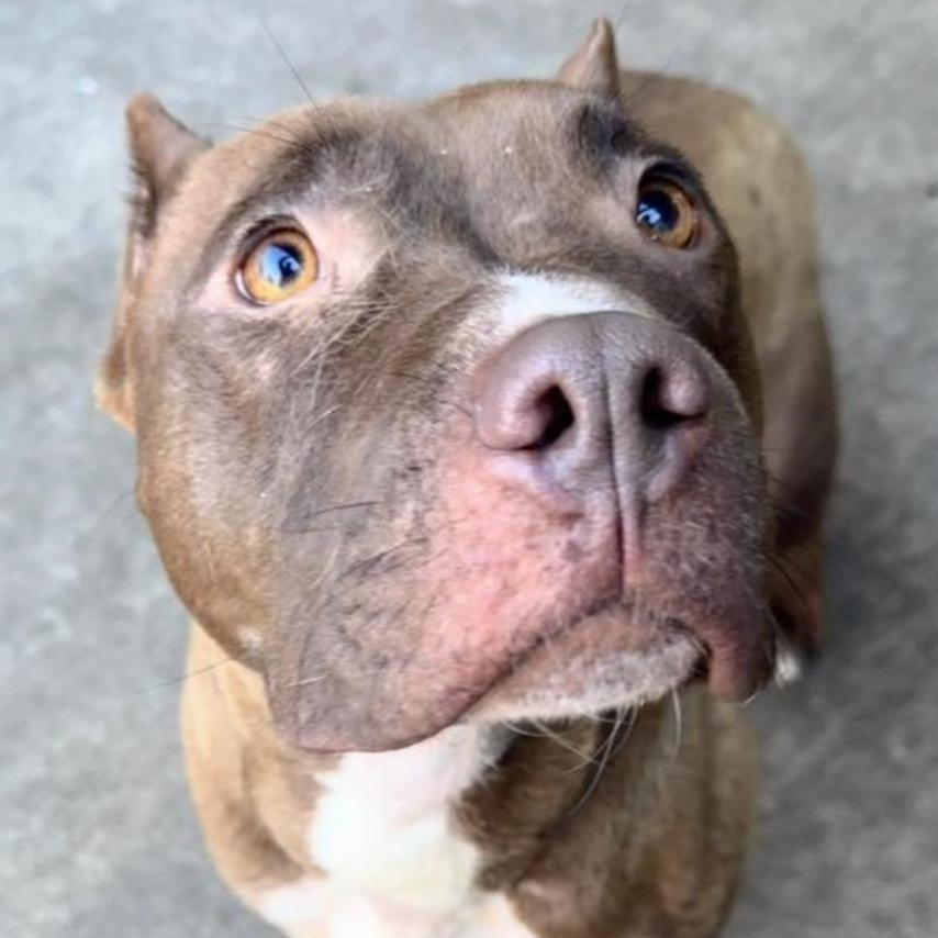 Elowen , a ADOPTABLE Pit Bull Terrier in Chicago, IL image 3/3