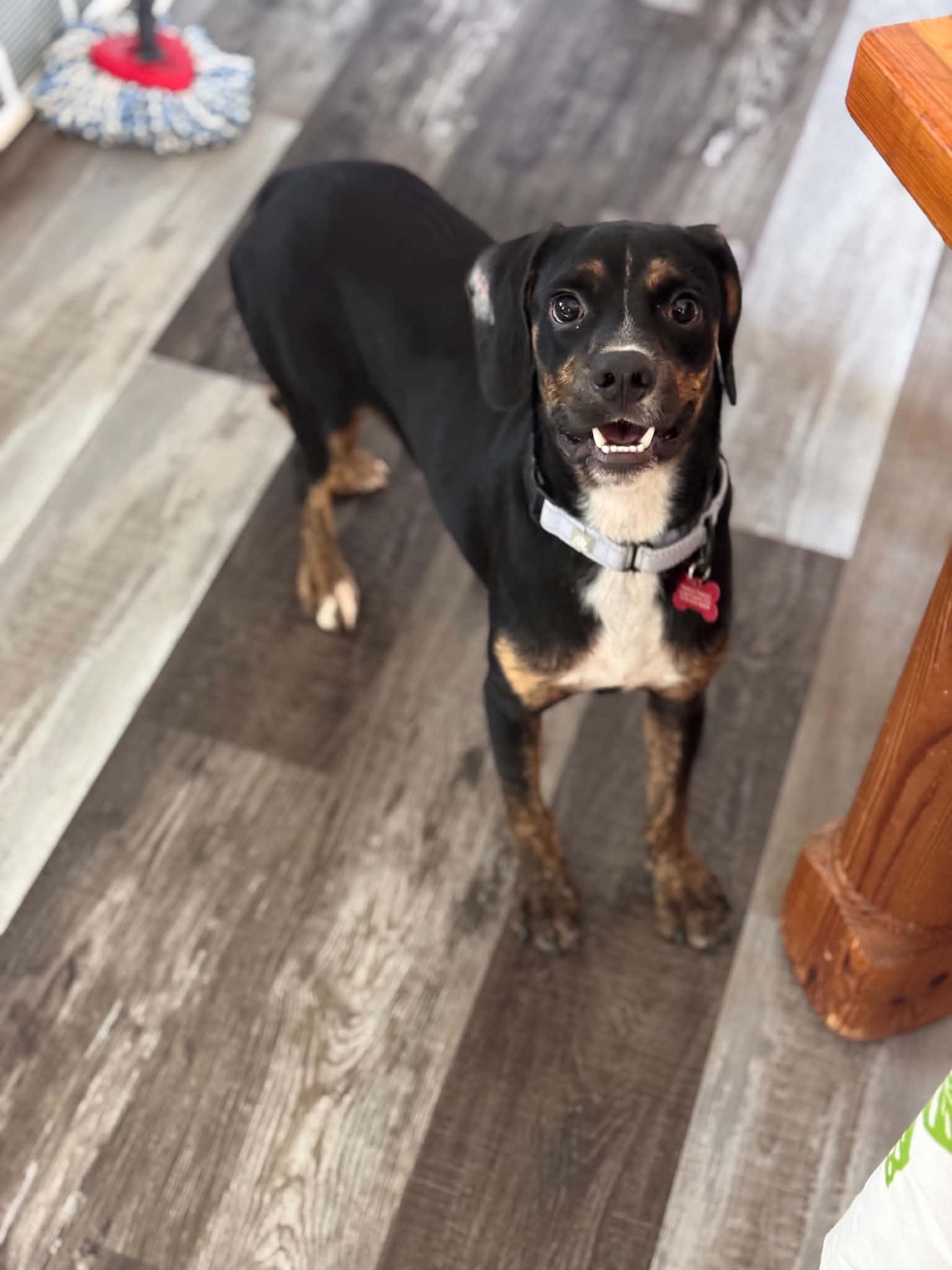 Enlarge Jack, a Adoptable mixed breed in Cedar Rapids, IA image 1/3