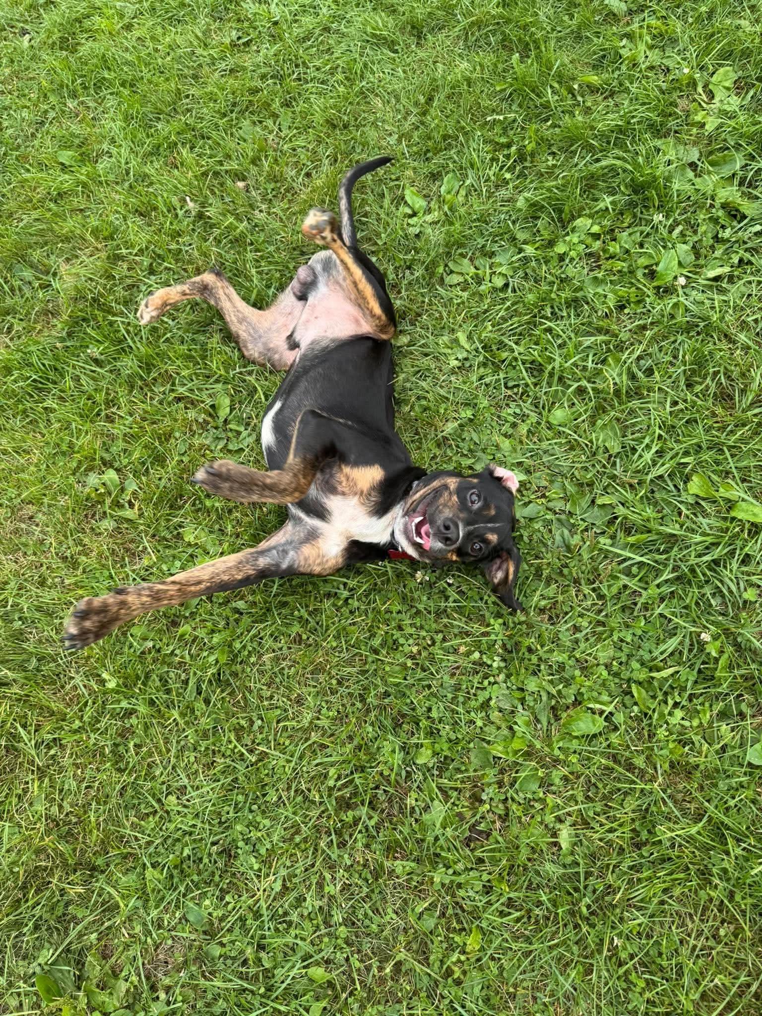 Enlarge Jack, a Adoptable mixed breed in Cedar Rapids, IA image 3/3