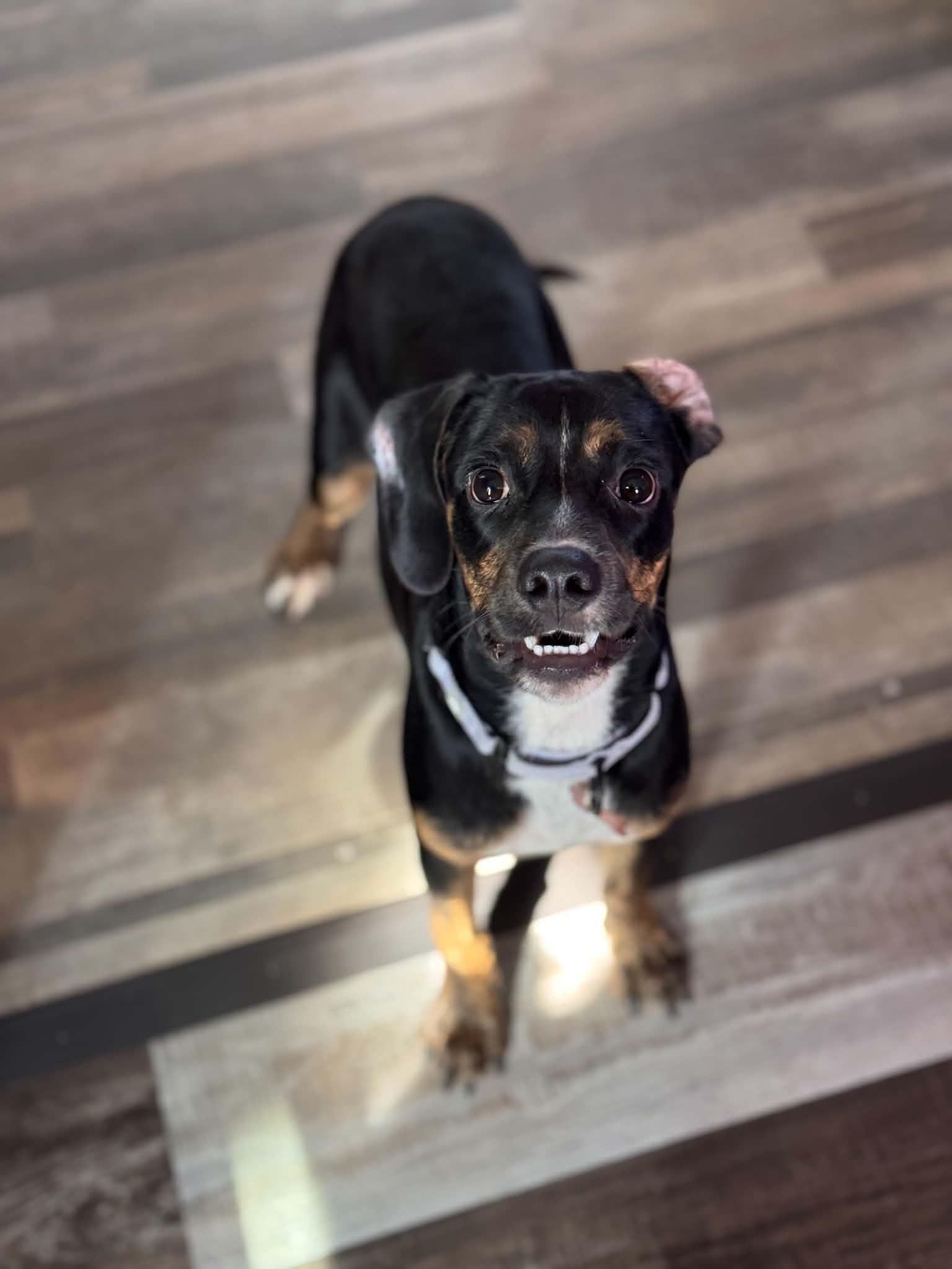 Enlarge Jack, a Adoptable mixed breed in Cedar Rapids, IA image 2/3